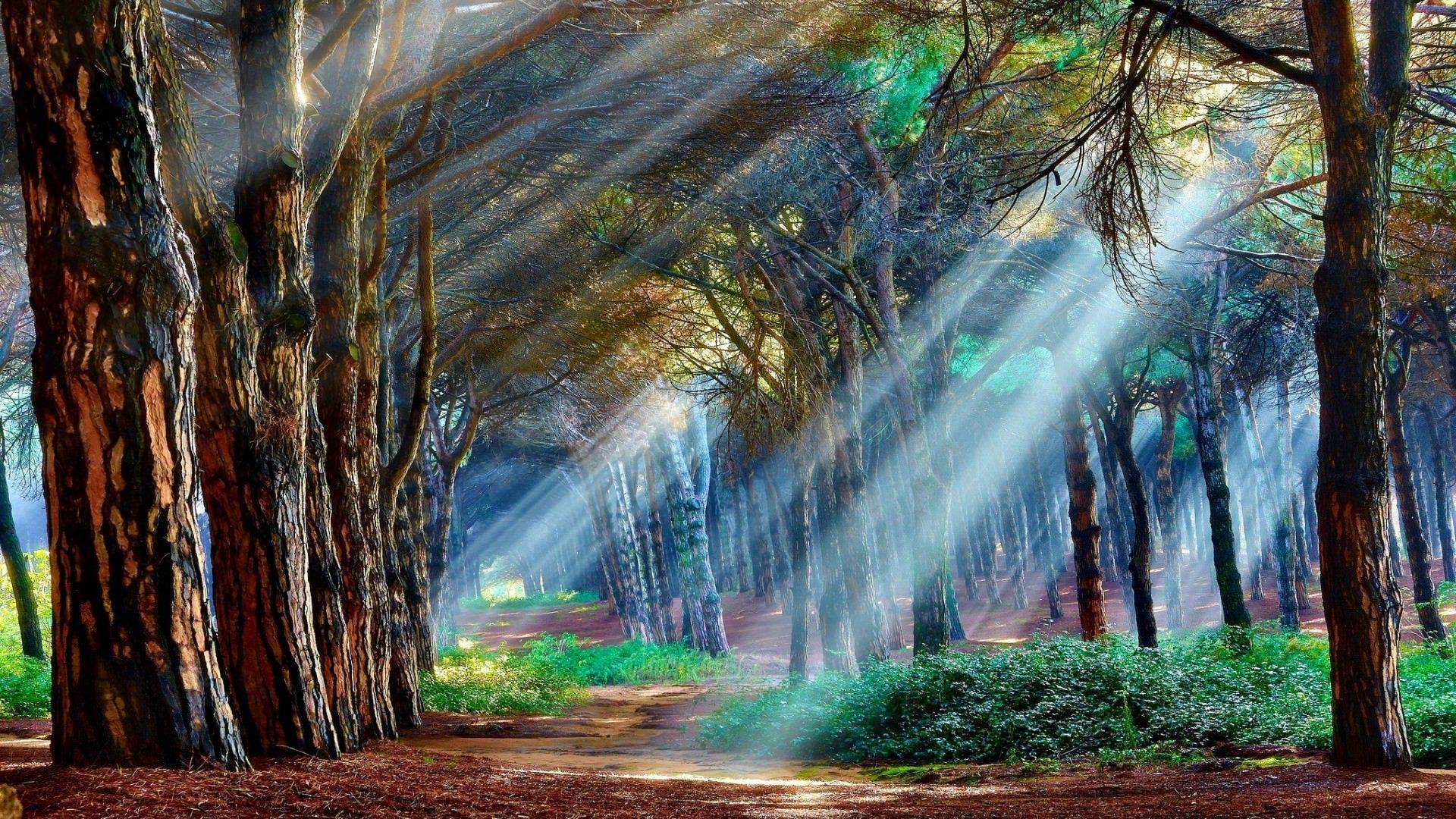 1920x1080 Mystical Forest Wallpaper [1920×1200]