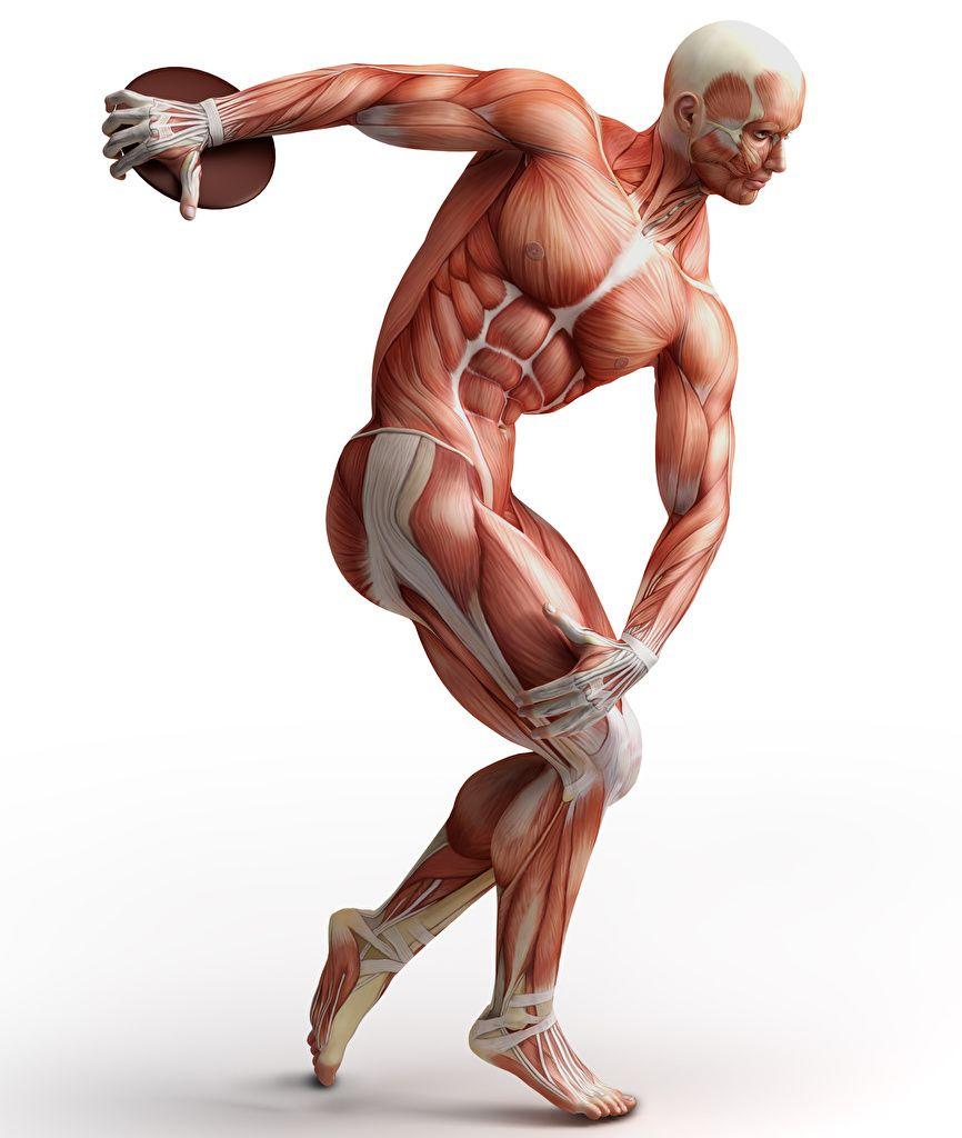 866x1024 Wallpaper Men Muscle Human Anatomy White background