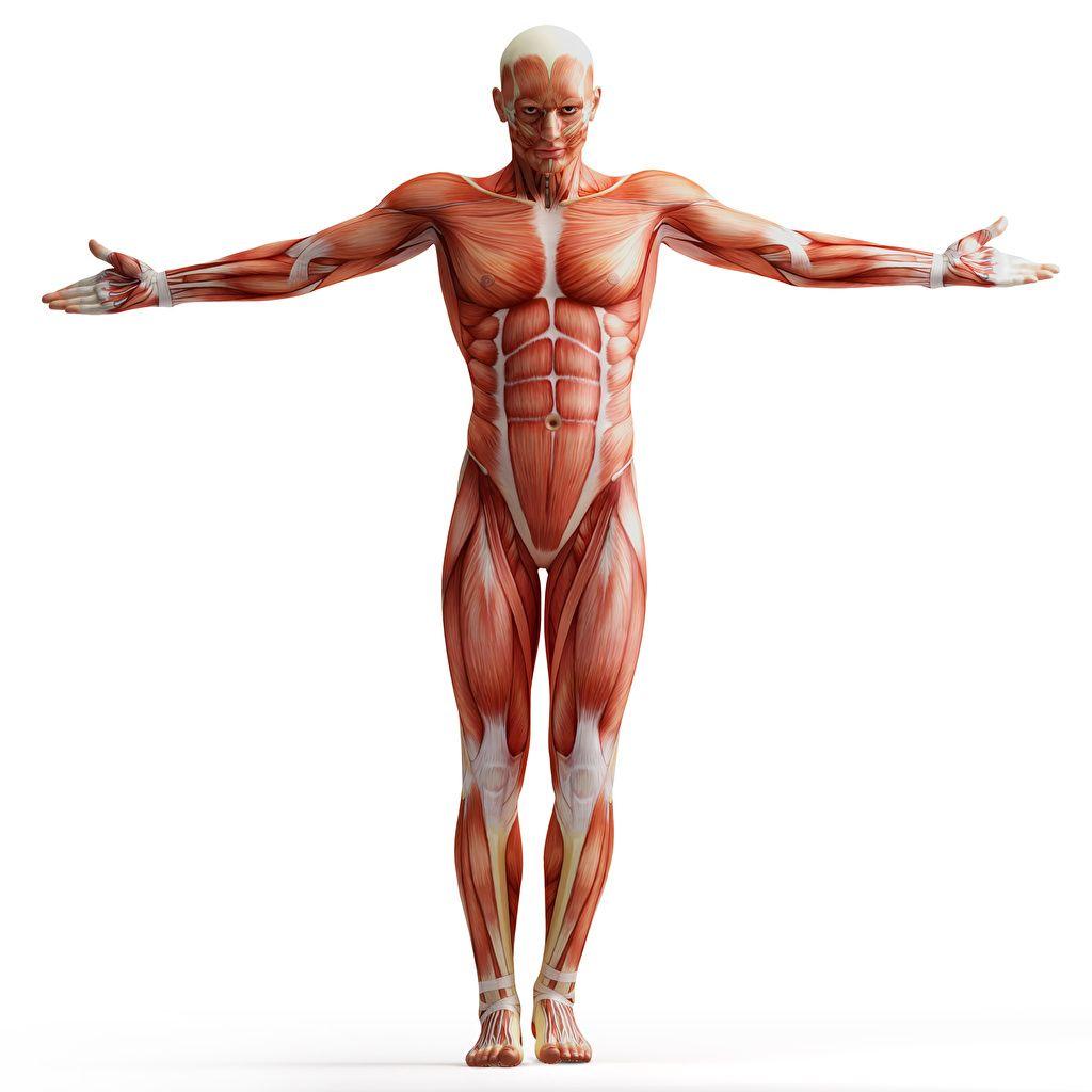 muscle anatomy hd