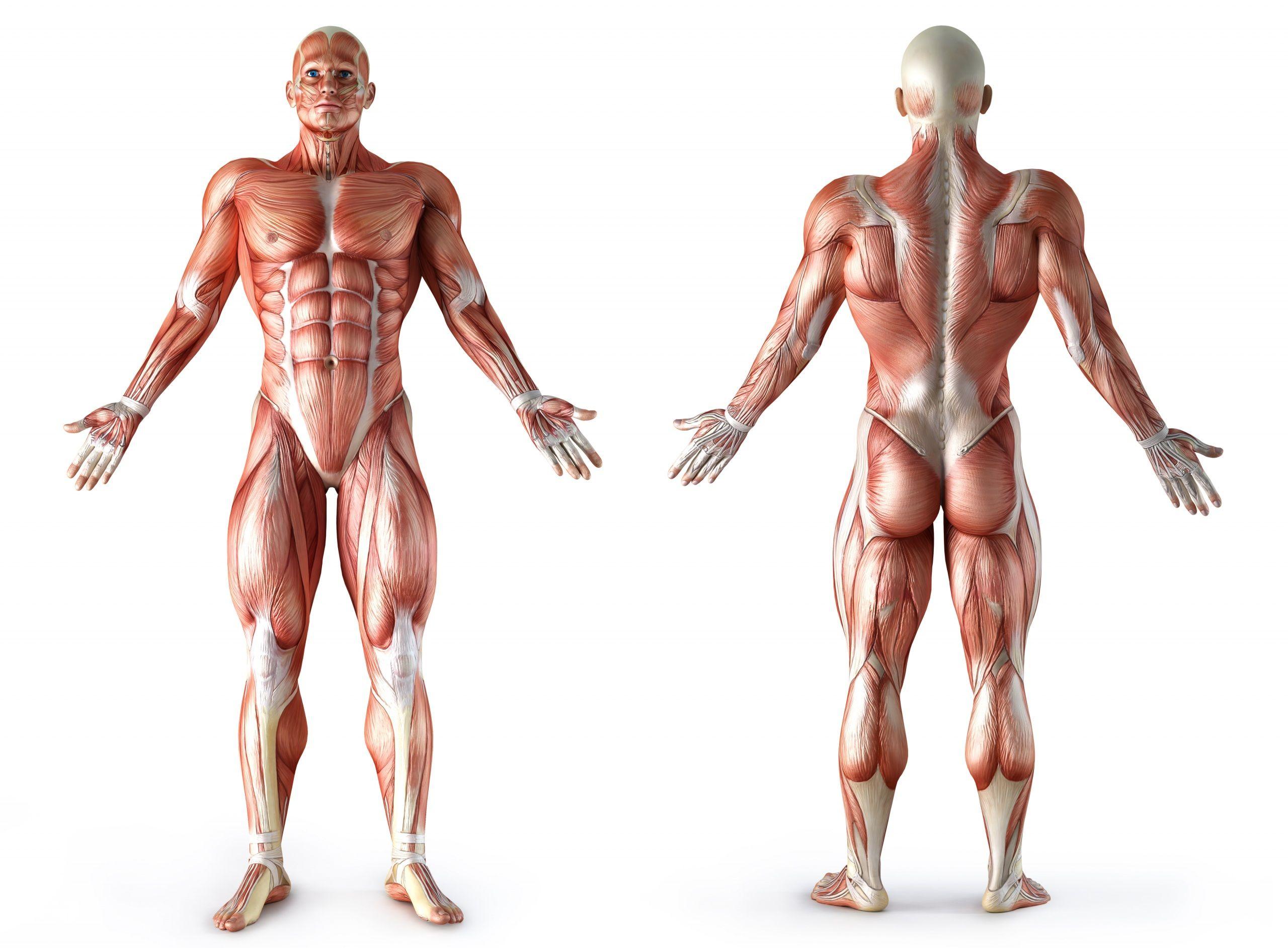 muscle anatomy wallpaper