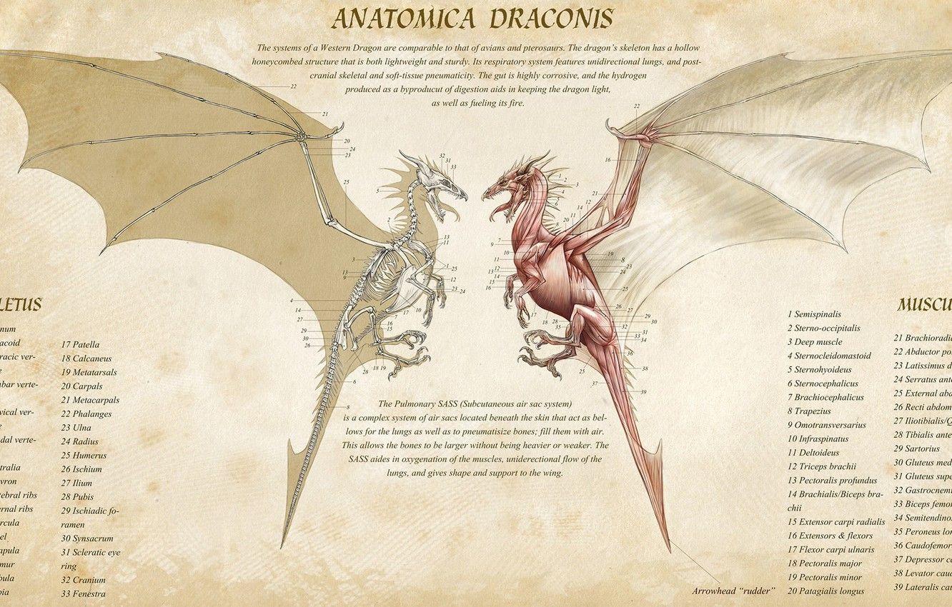 1332x850 Wallpaper fantasy, Dragon, muscles, artwork, infographic, creature, skeleton, anatomy, info, anatomica draconis image for desktop, section фантастика