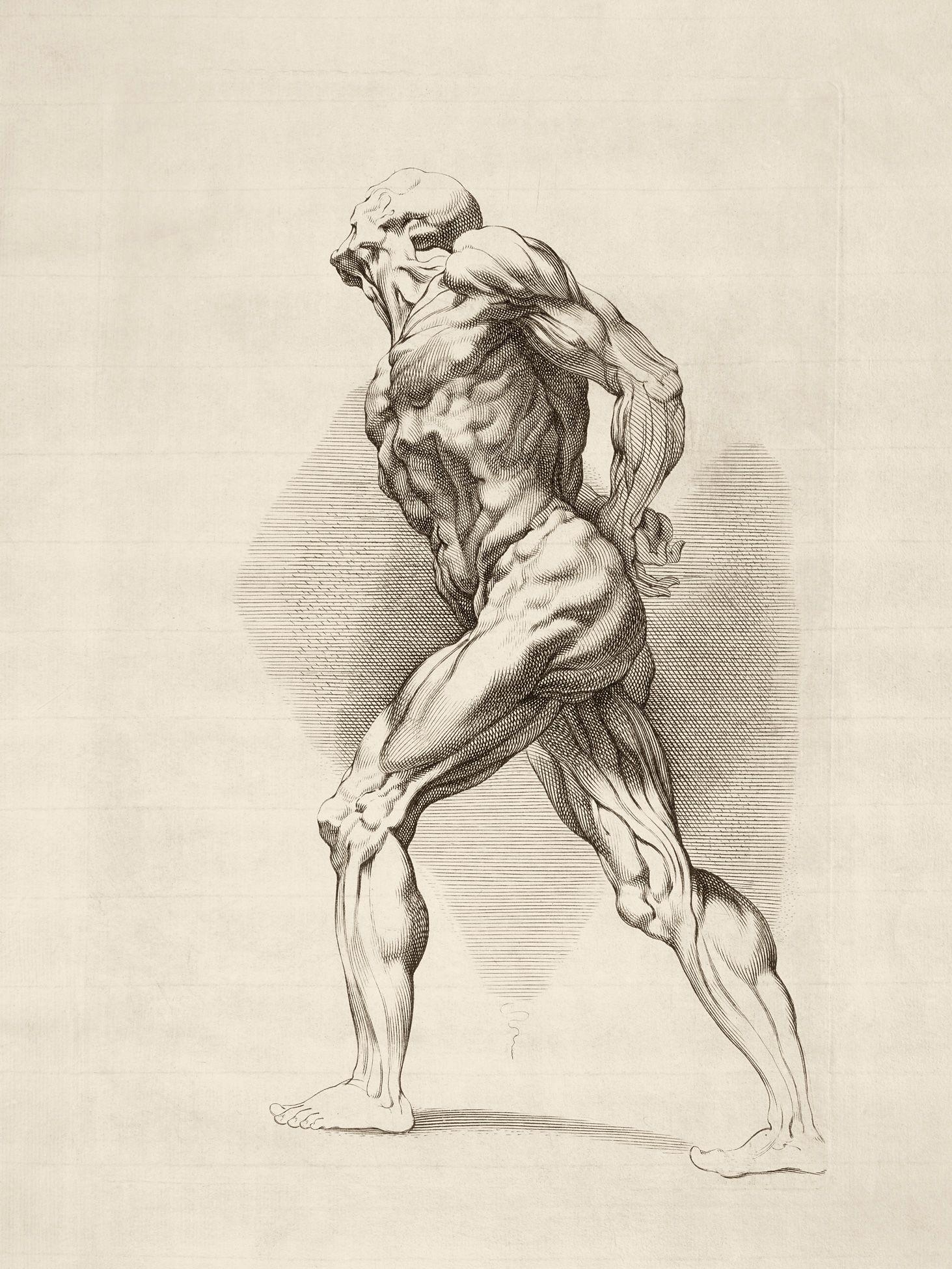 1463x1950 anatomy, human wallpaper