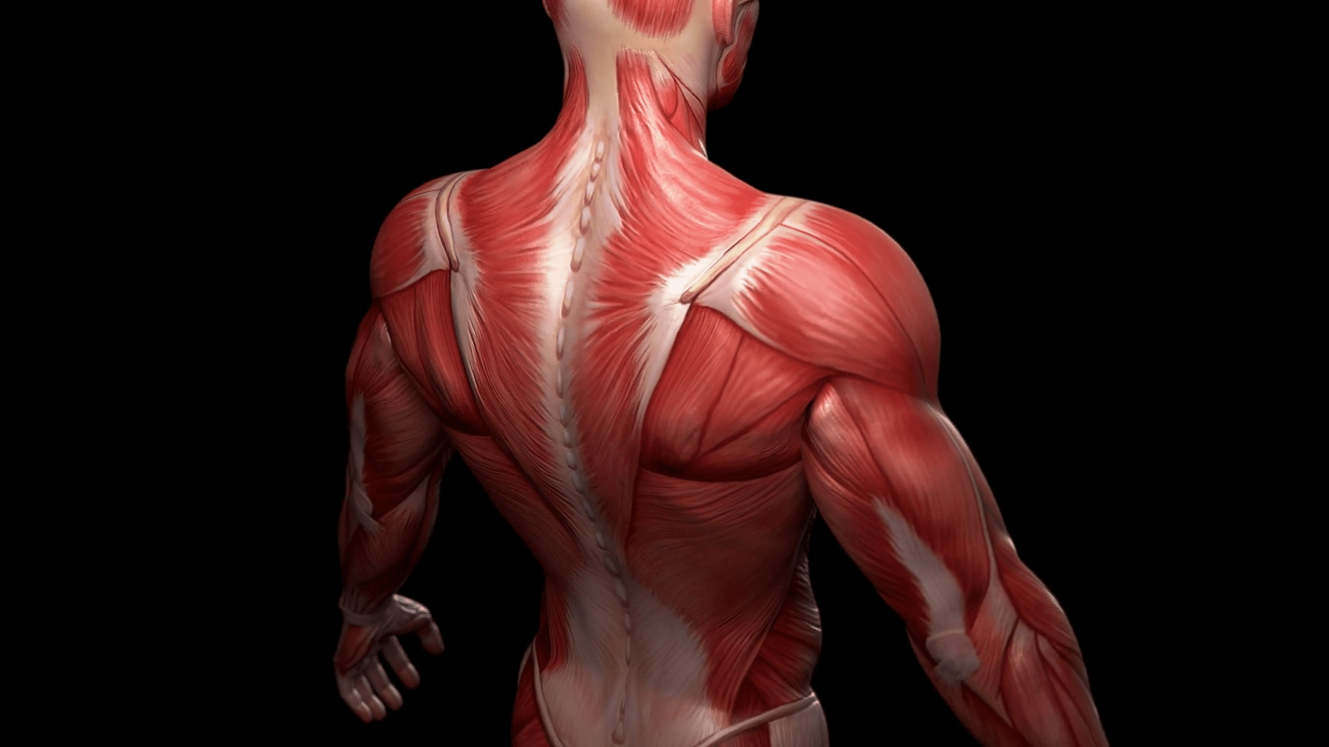Спина хана. Мышцы. Анатомия мышц. Мышцы спины. Мускулы человека.