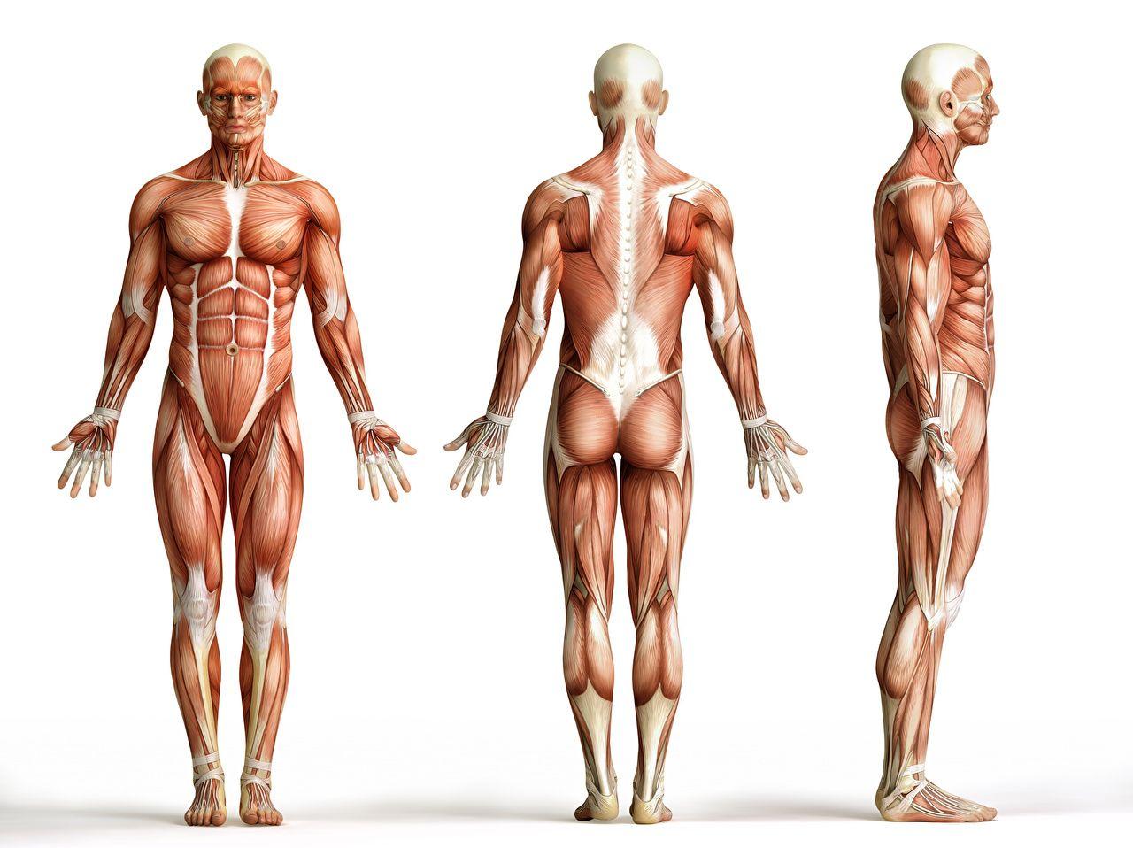 1280x958 Image Men Muscle Human Anatomy White background