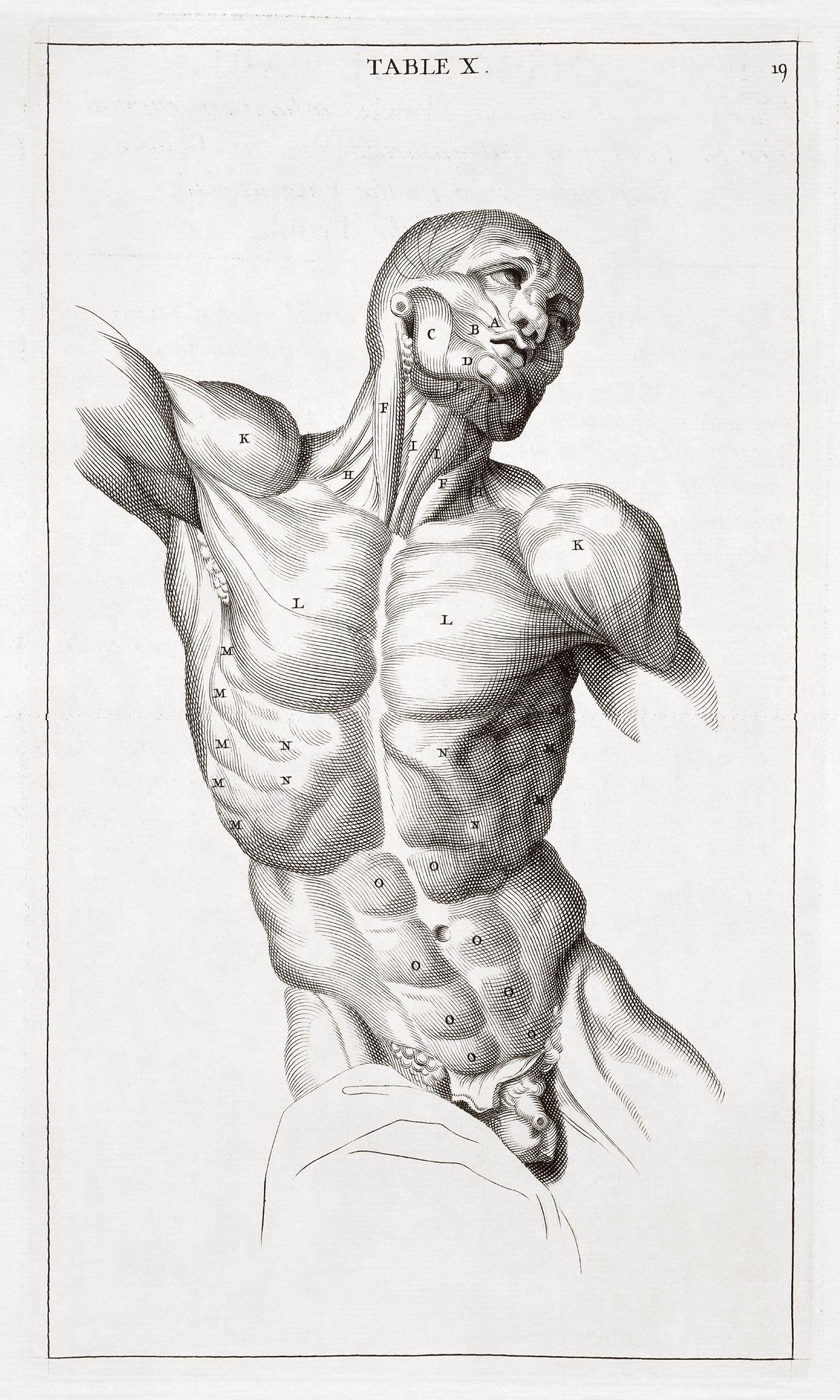 Anatomy Art Wallpapers - Top Free Anatomy Art Backgrounds - WallpaperAccess