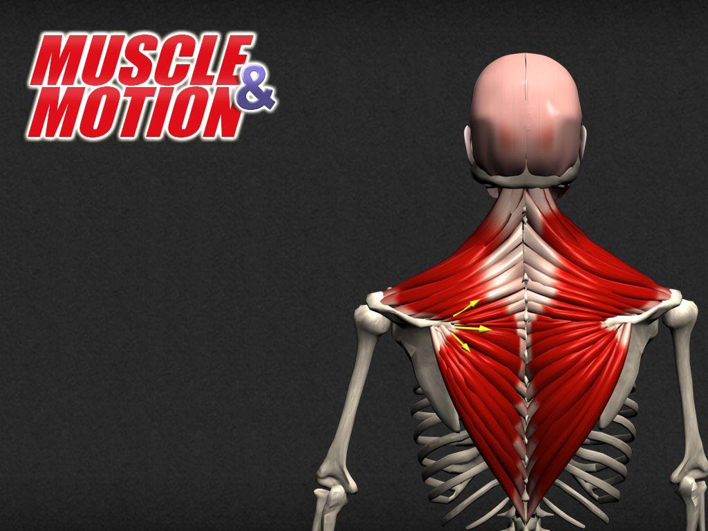 Muscle Anatomy Wallpapers - Top Free Muscle Anatomy Backgrounds