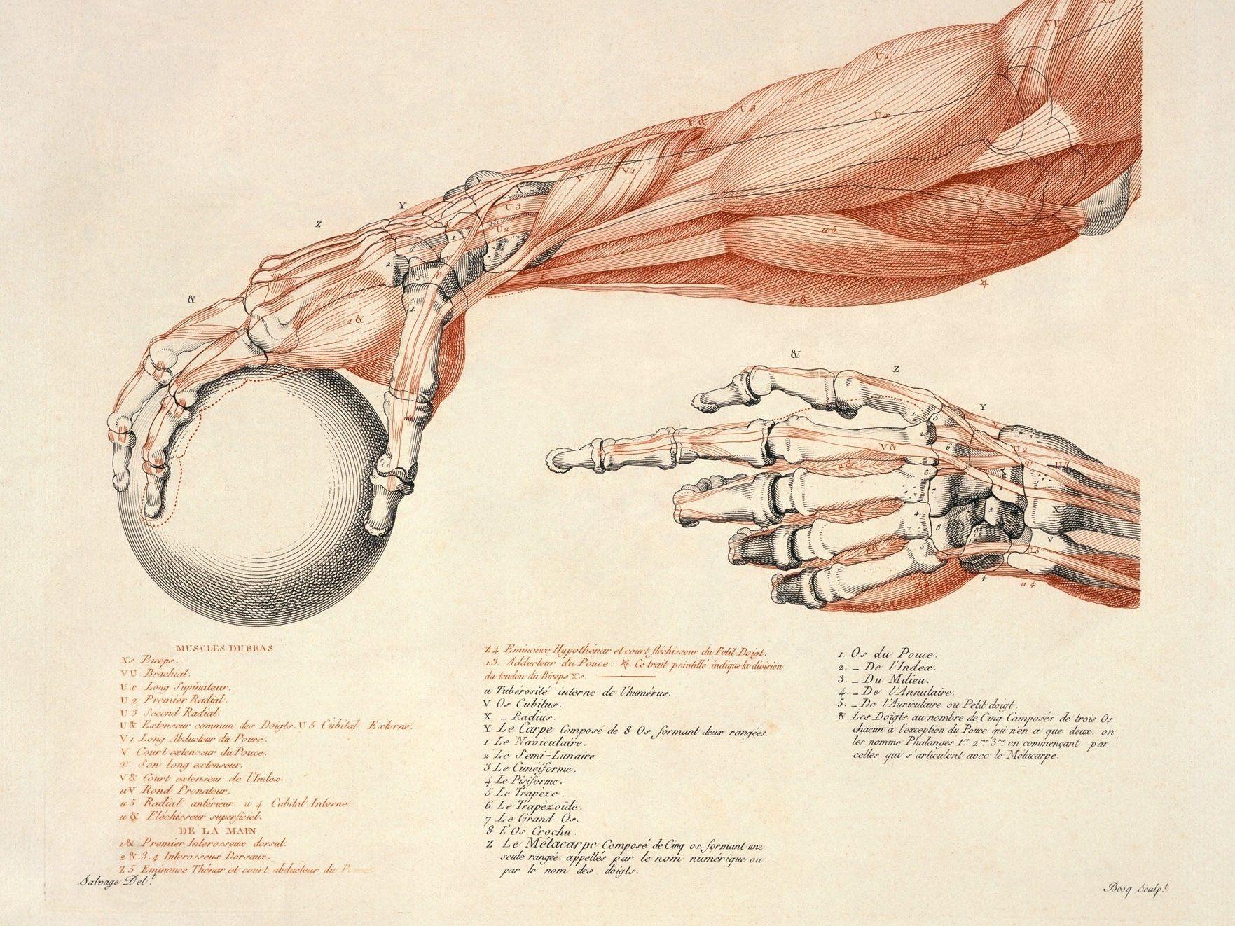 1763x1322 Artistic Anatomy: HD Exploration of Hand Muscles and Bonesx1322