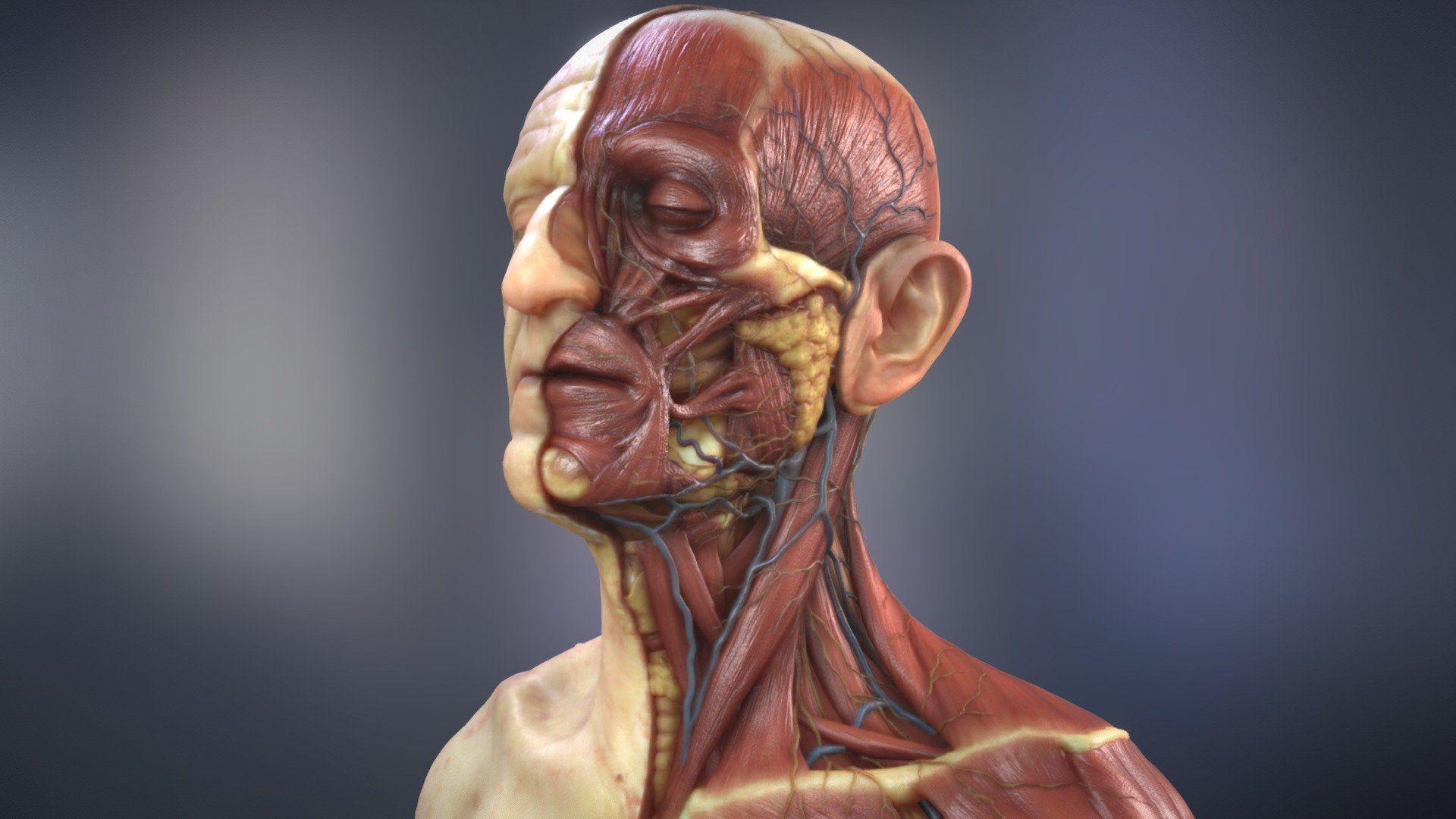 1920x1080 Head & Neck Anatomy 2019 model
