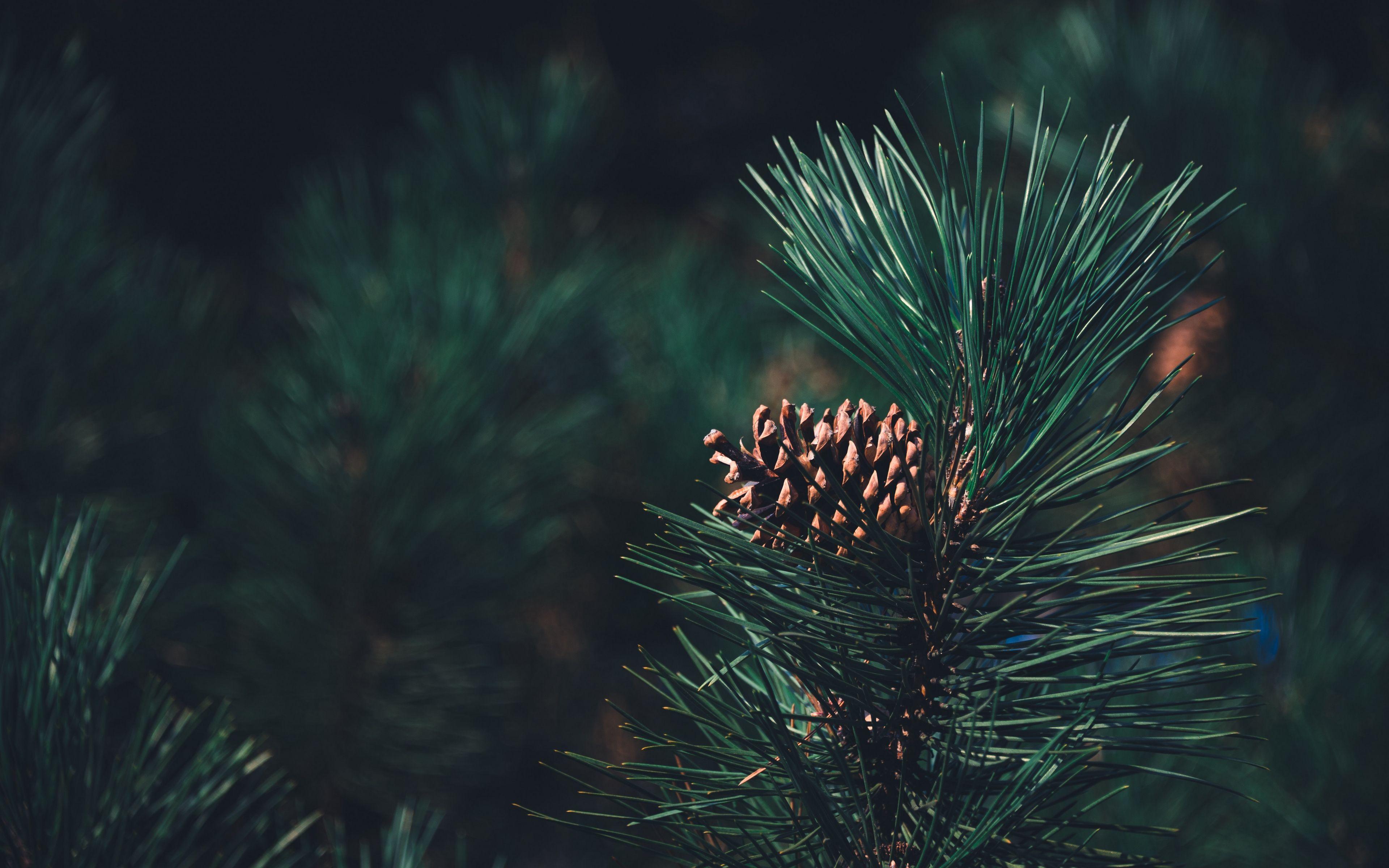 Share 67+ pine wallpaper - in.cdgdbentre