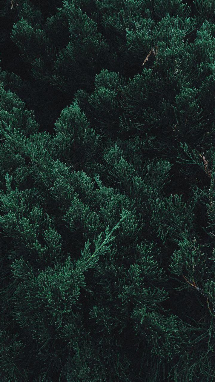 Pine Green Wallpapers - Top Free Pine Green Backgrounds - WallpaperAccess