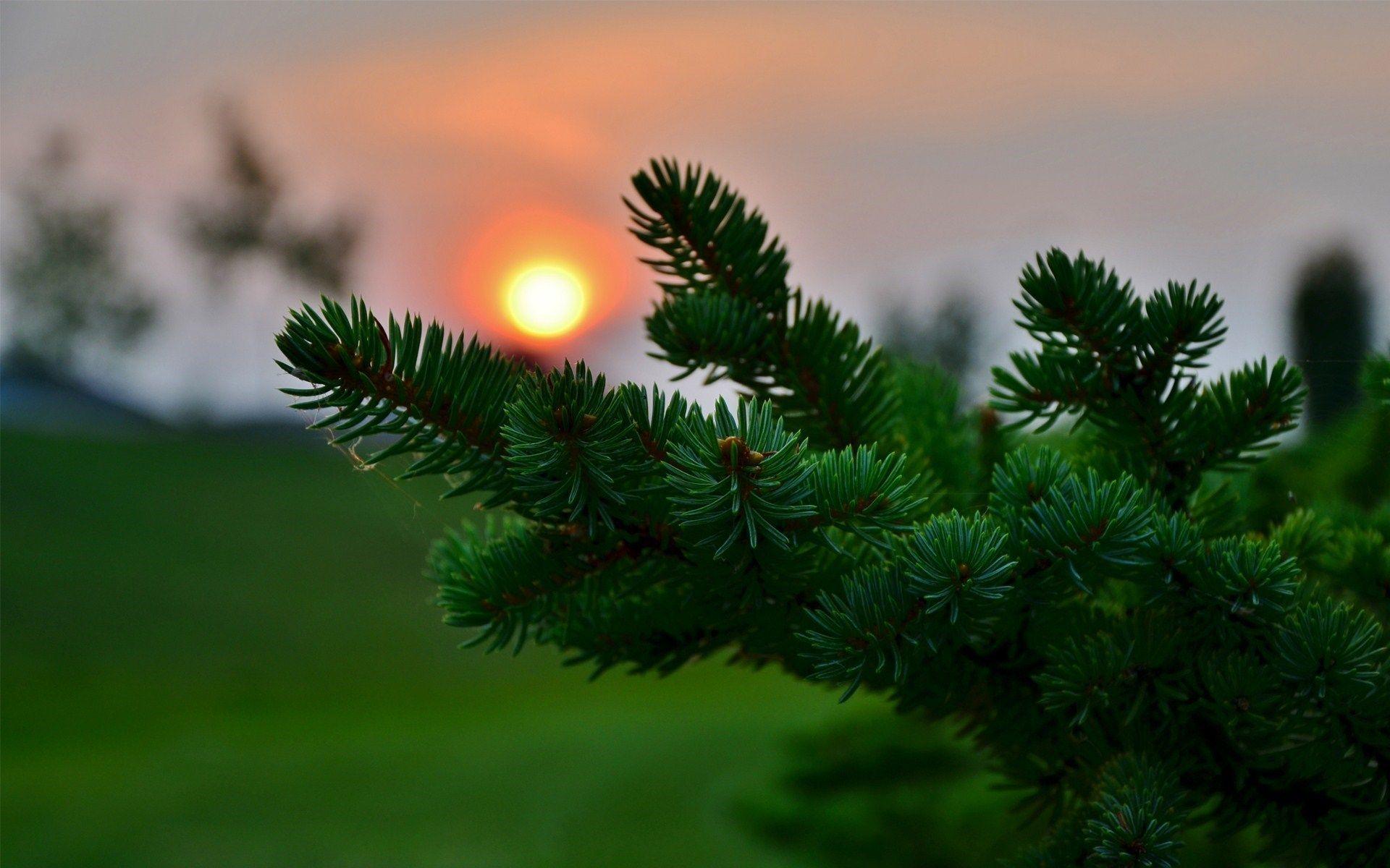 1920x1200 Pine Wallpaper