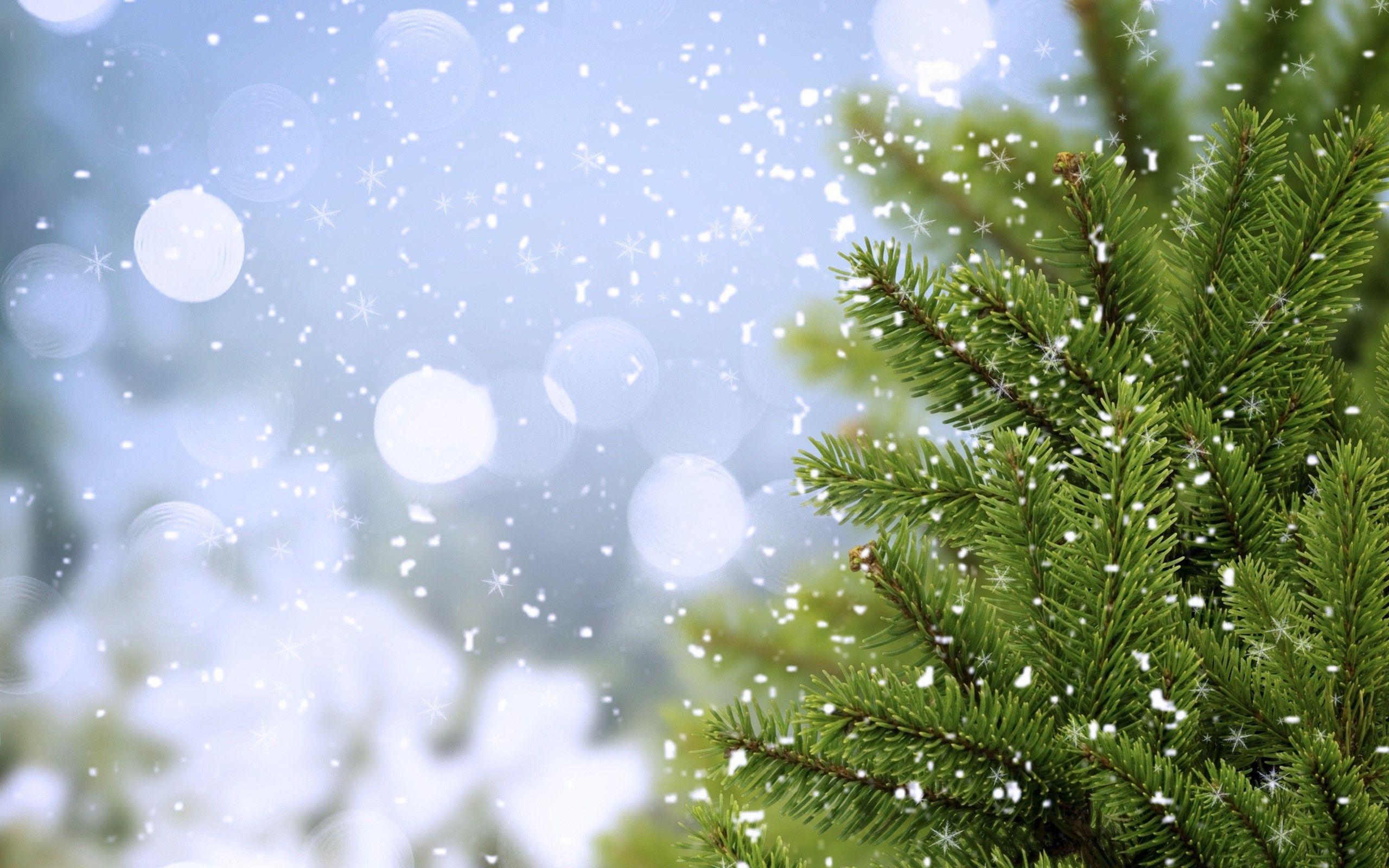 2560x1600 pine, Trees Wallpaper HD / Desktop and Mobile Background