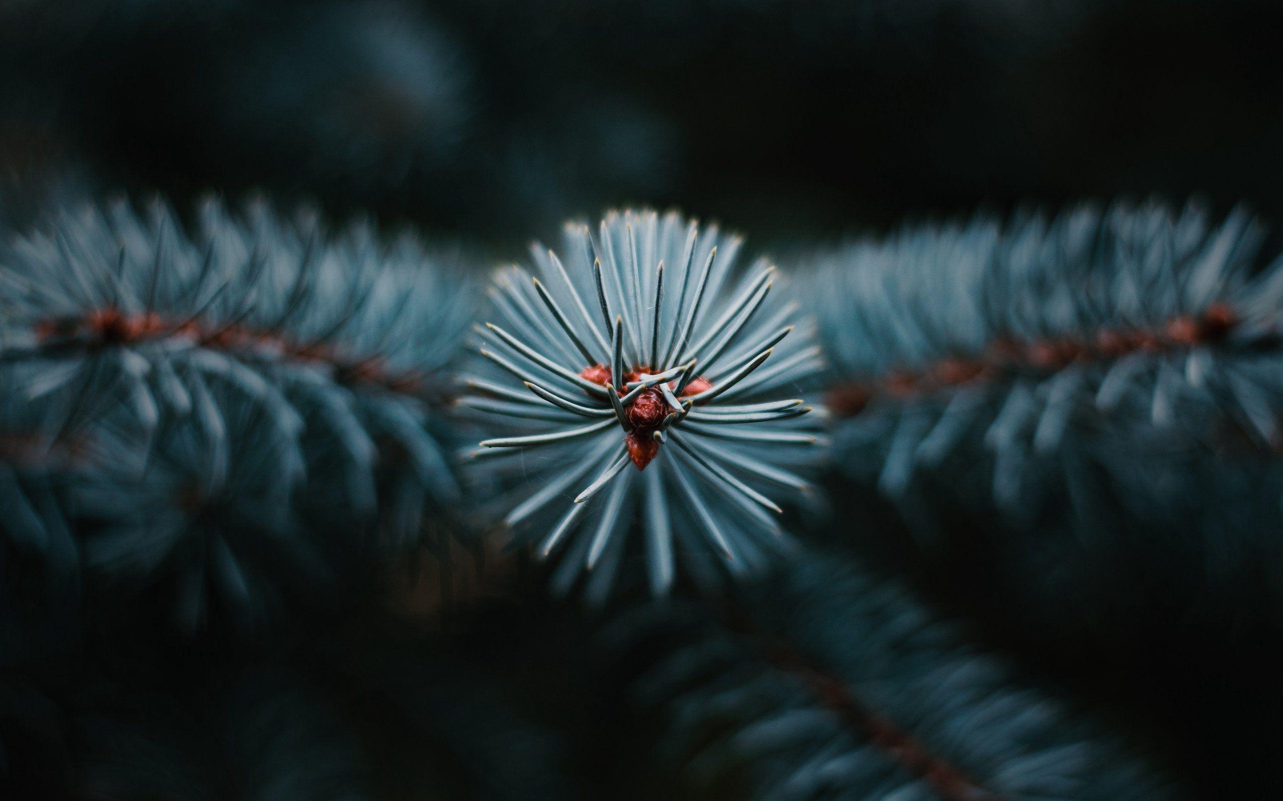 2560x1600 Needles 4K wallpaper for your desktop or mobile screen free