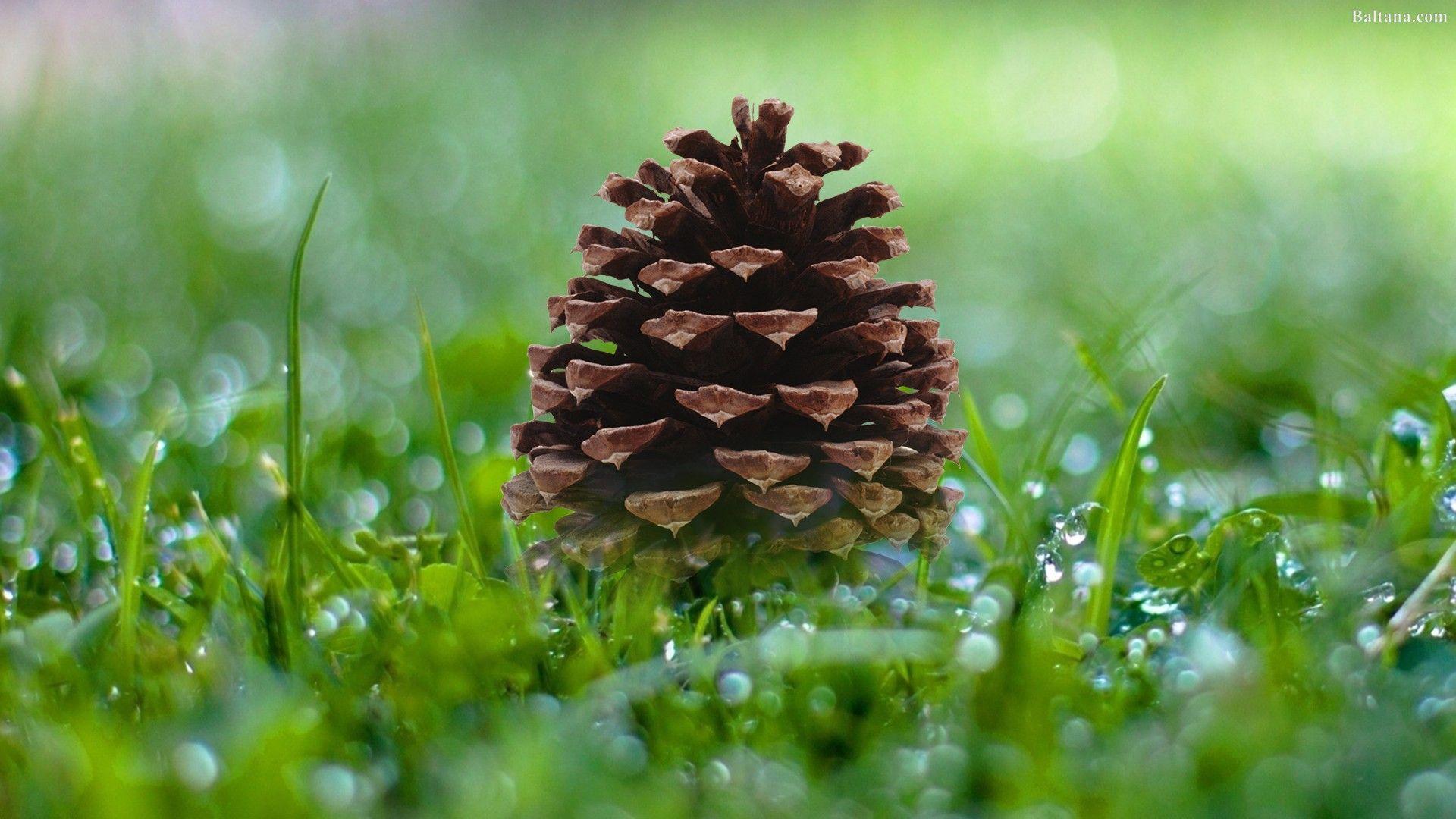 1920x1080 Pine Wallpaper