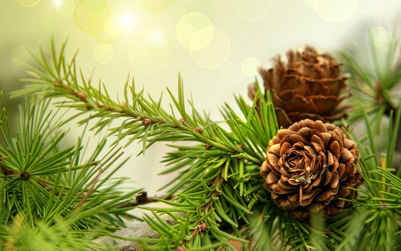 1280x800 pine wallpaper desktop Desktop Wallpaperk HD