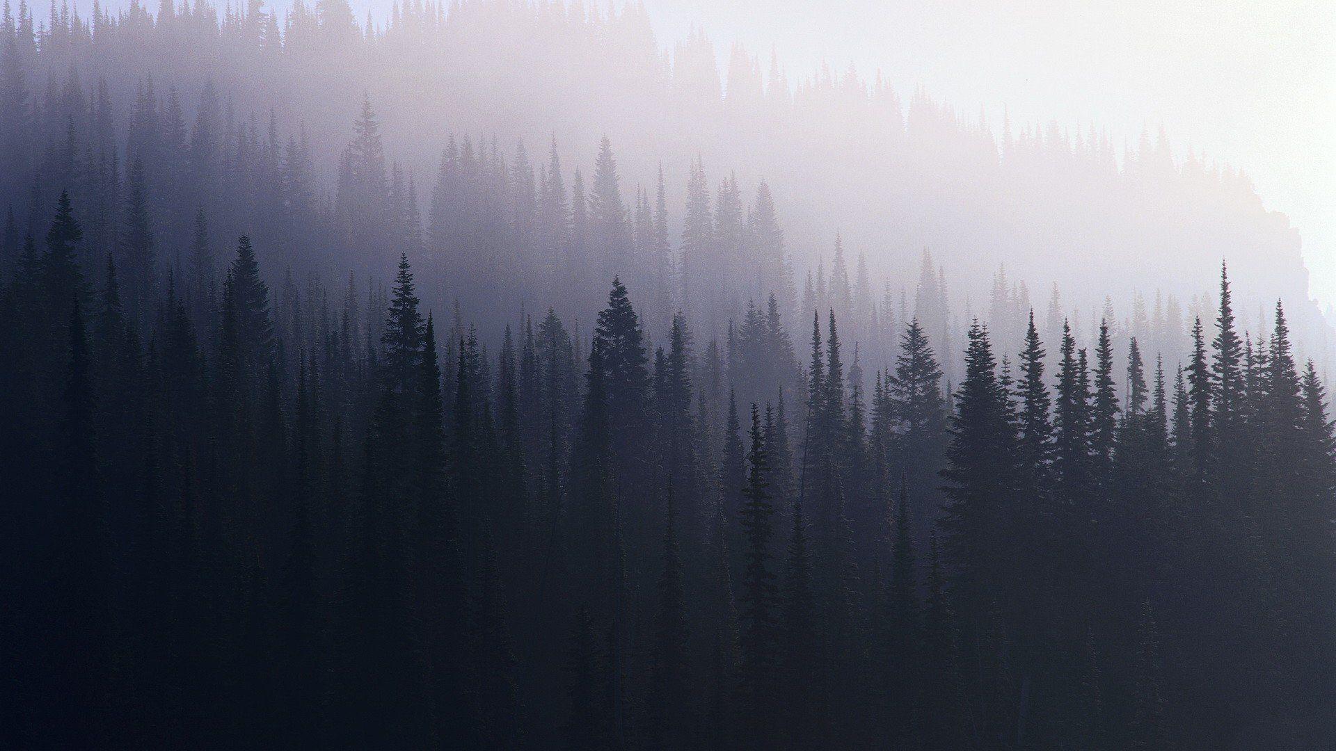 1920x1080 Pine Trees Tumblr Wallpaper Phone Trees Wallpaper HD