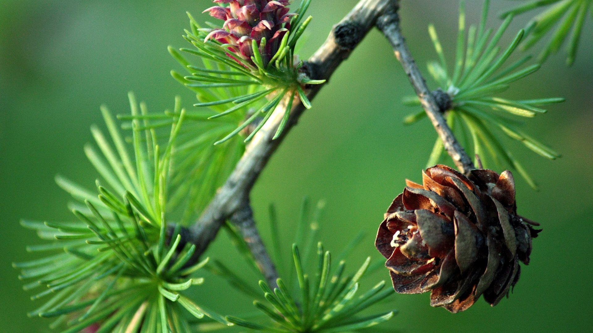 1920x1080 Best Cool Pine Wallpaper, Wide Full HD Wallpaper Collection