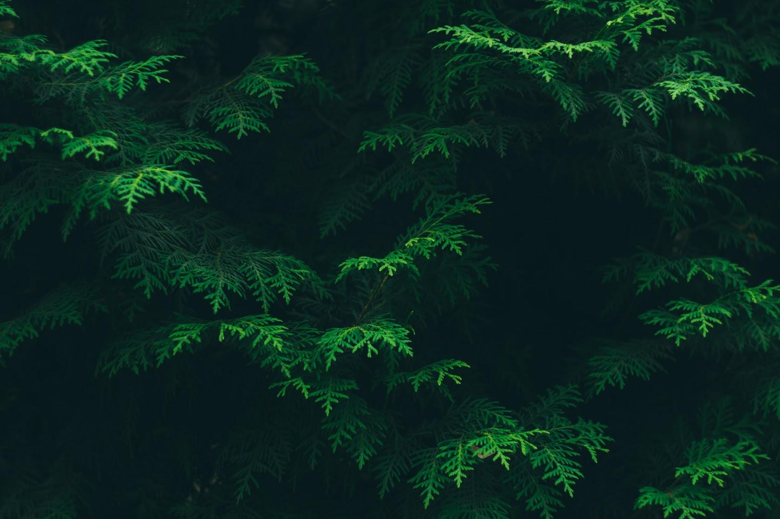 1600x1066 Pine Tree Wallpaper (1600x1066 px)