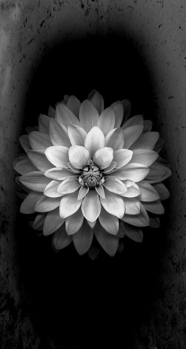 Black and White Flower iPhone Wallpapers - Top Free Black and White Flower  iPhone Backgrounds - WallpaperAccess