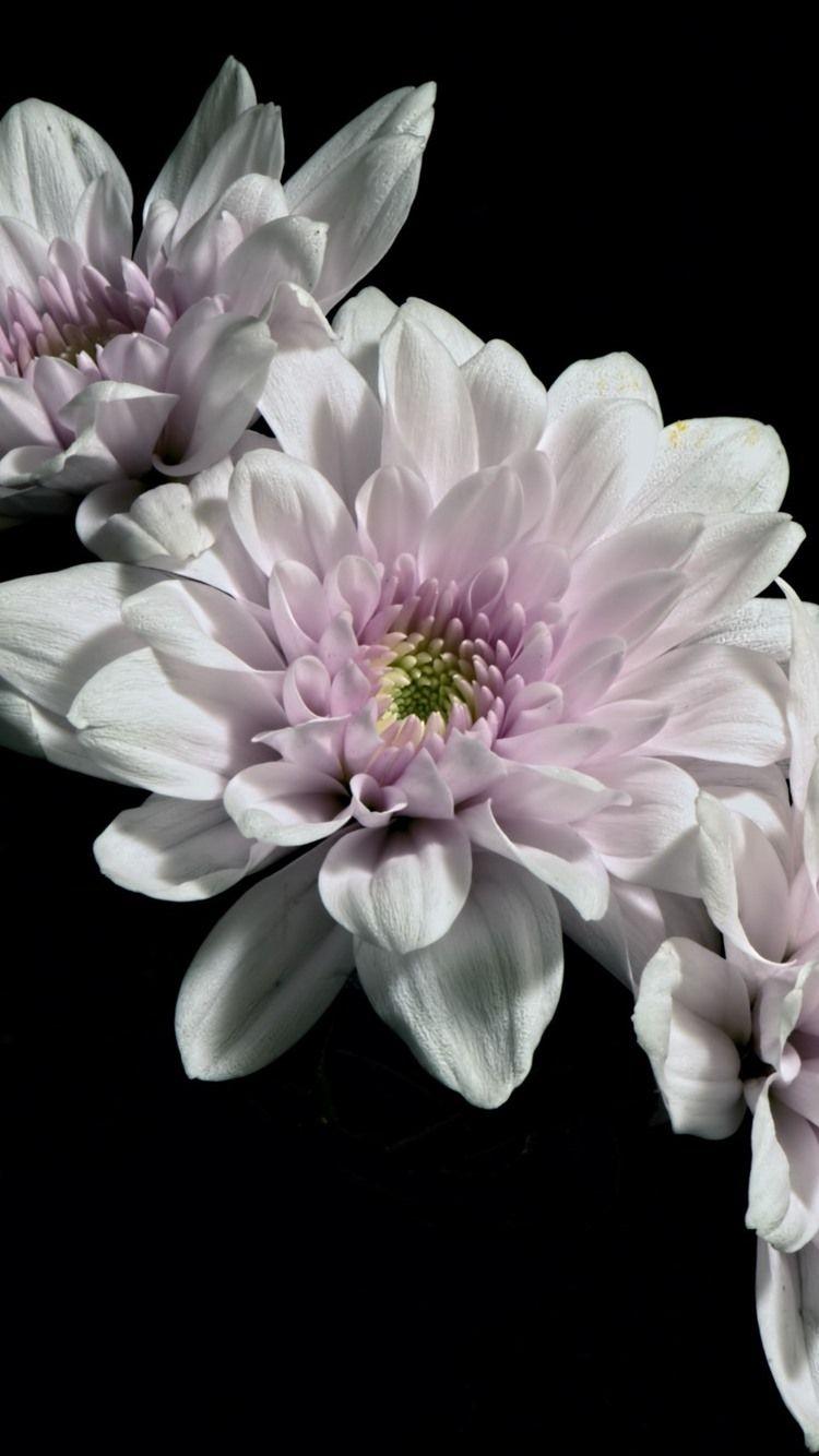 750x1334 White Petals Flowers, Black Background 750x1334 IPhone 8 7 6 6S