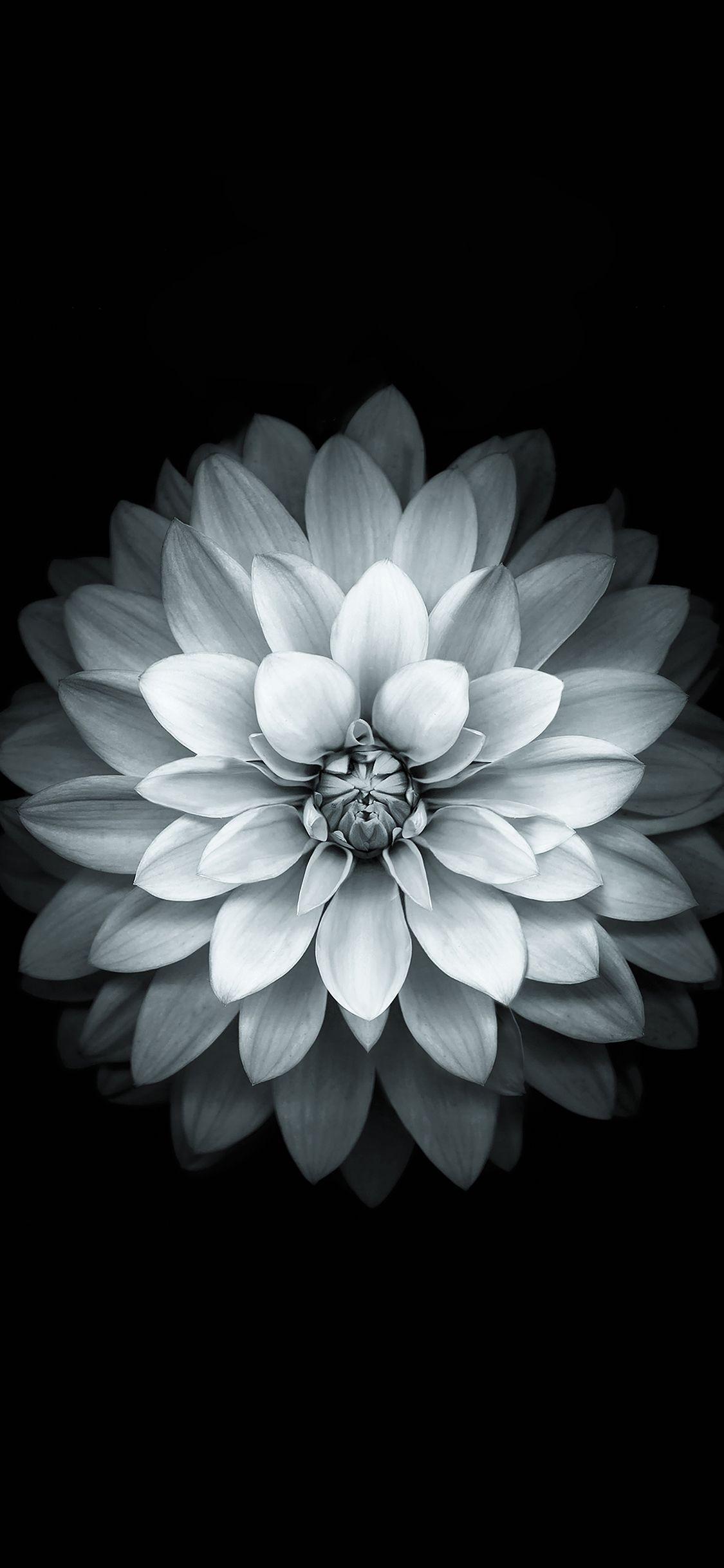 1125x2436 Apple White Lotus Iphone6 Plus Ios8 Flower Wallpaper
