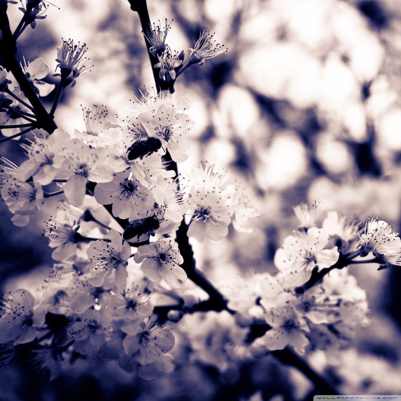 1280x1280 iPad And White Flowers Wallpaper iPhone