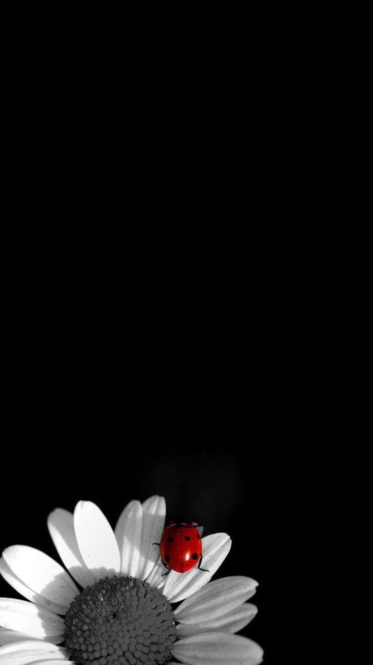 750x1334 HD Black iPhone Wallpaper