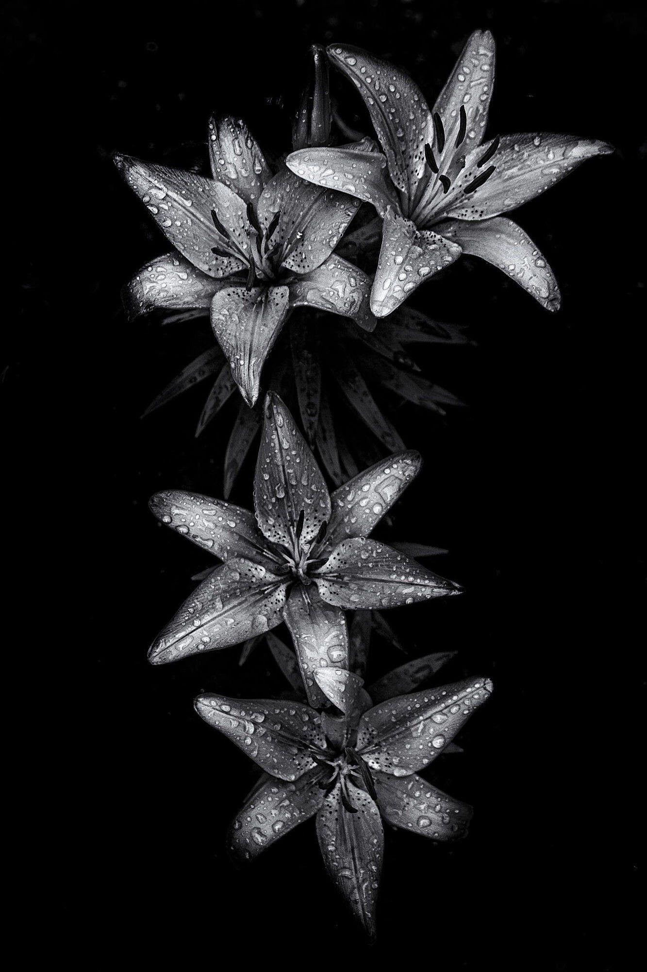 1333x2000 Black And White iPhone X Wallpaper