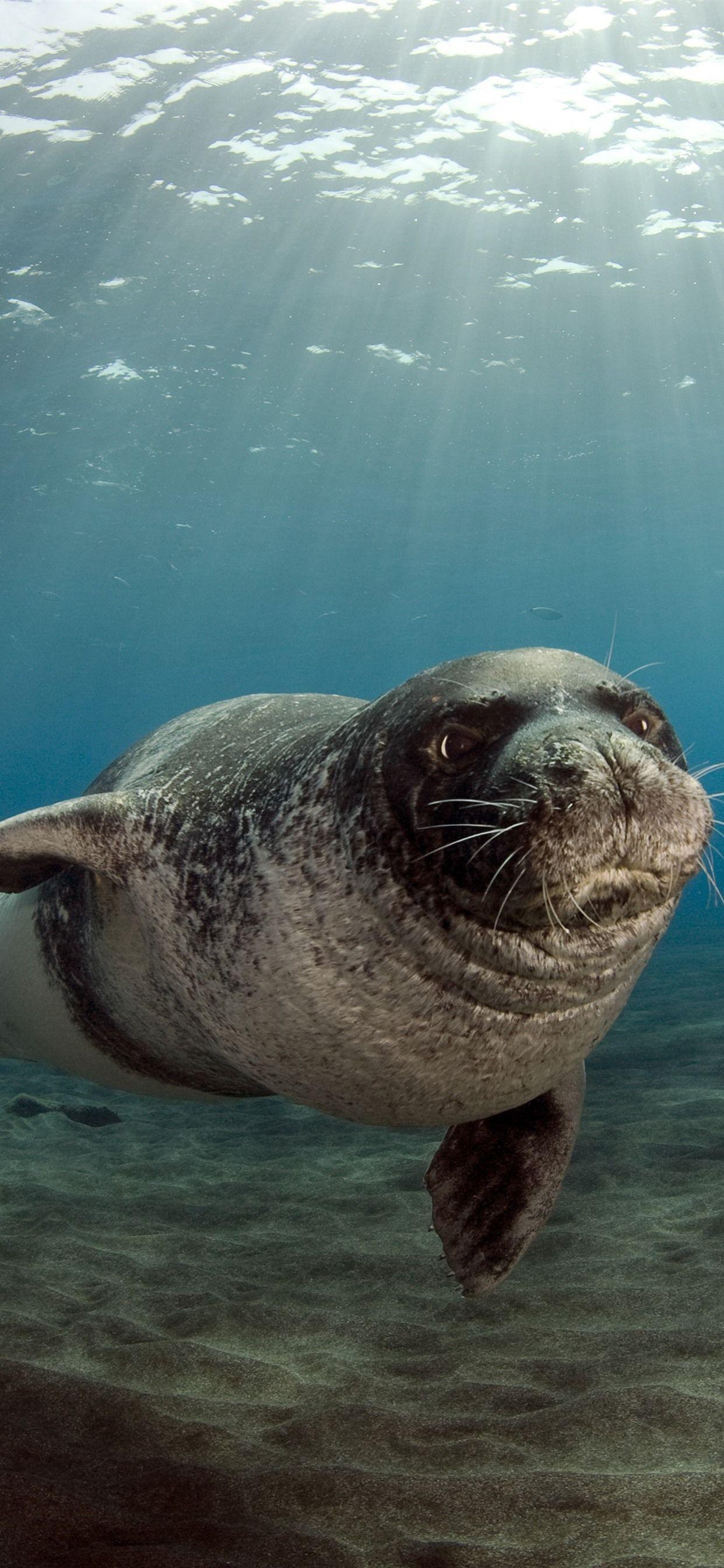 1242x2688 Wallpaper Sea animal, seals, underwater, sunshine 3840x2160 UHD 4K Picture, Image