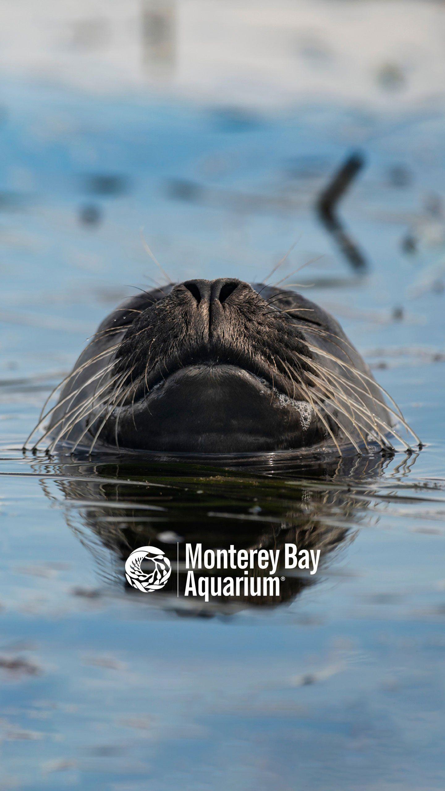 1440x2560 Harbor seal. Wallpaper. Monterey Bay Aquarium