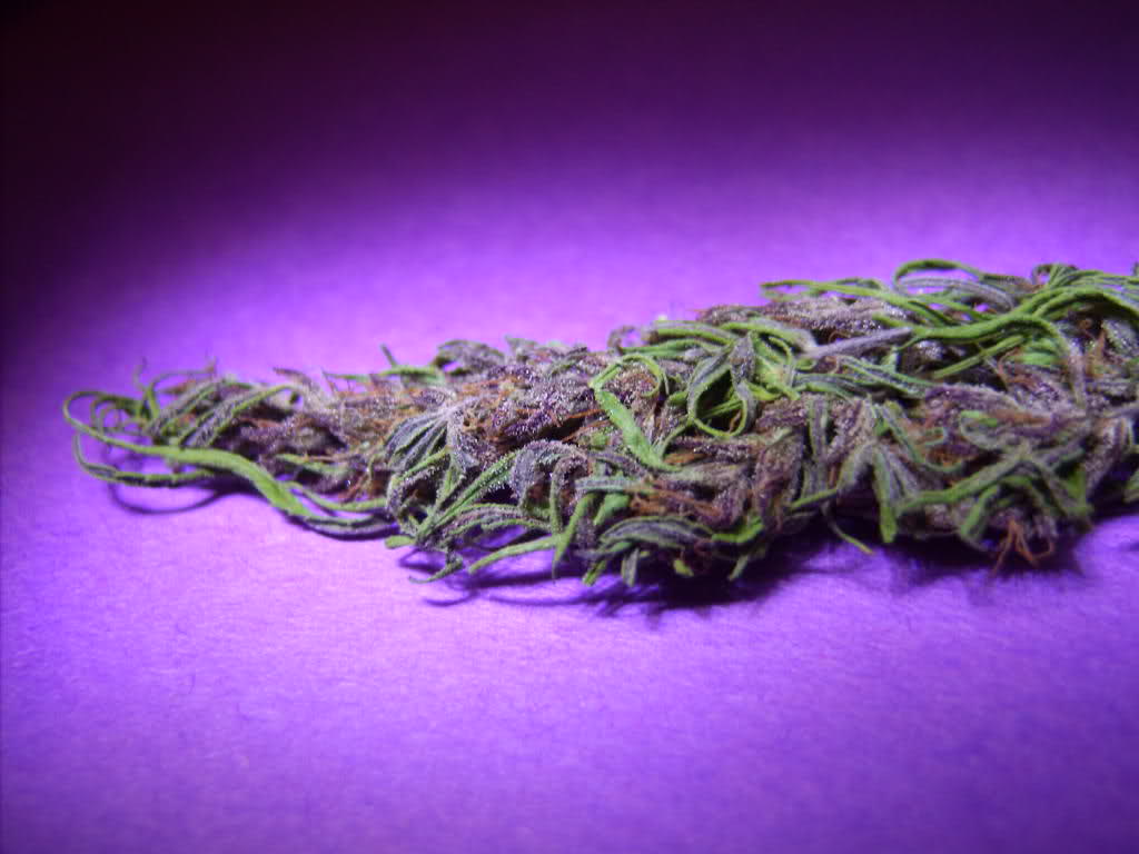 1024x768 Purple Haze Wallpaper