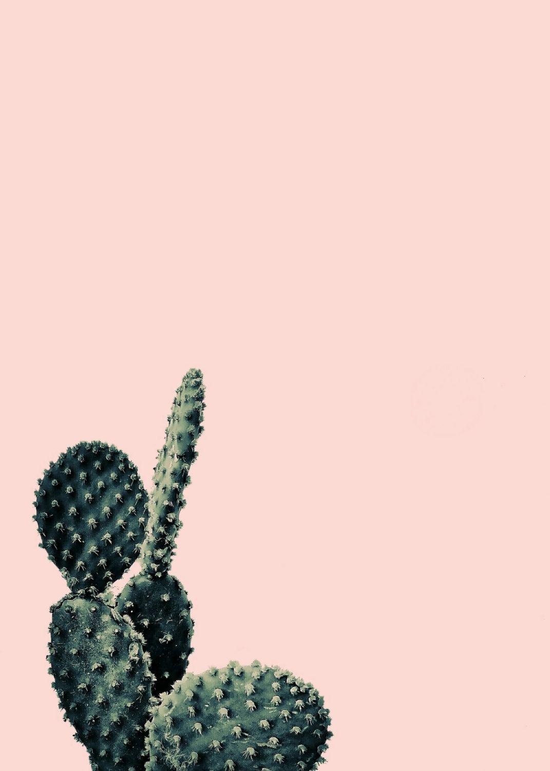 Download Minimalist Cute Cactus Wallpaper  Wallpaperscom