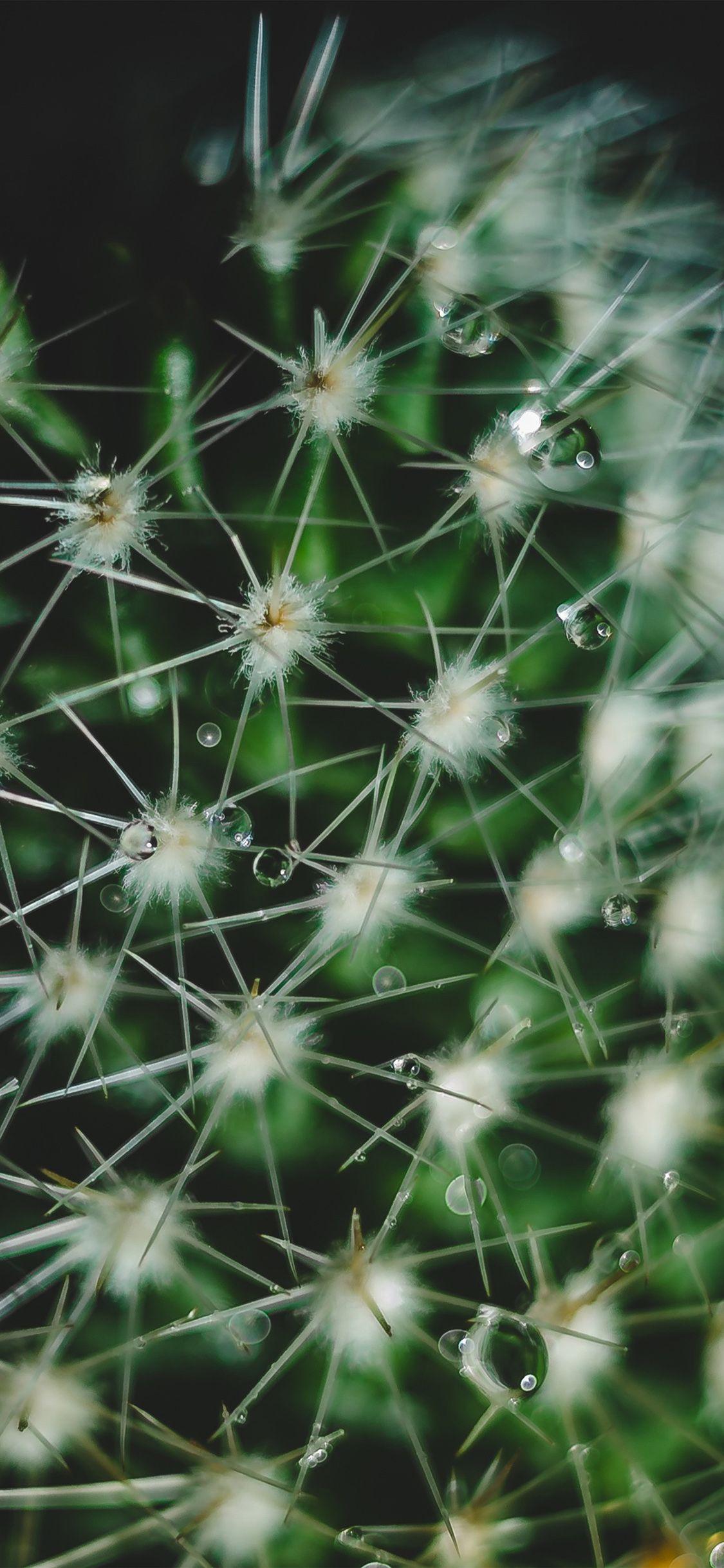 1125x2436 Cactus Flower Micro Zoom Wallpaper