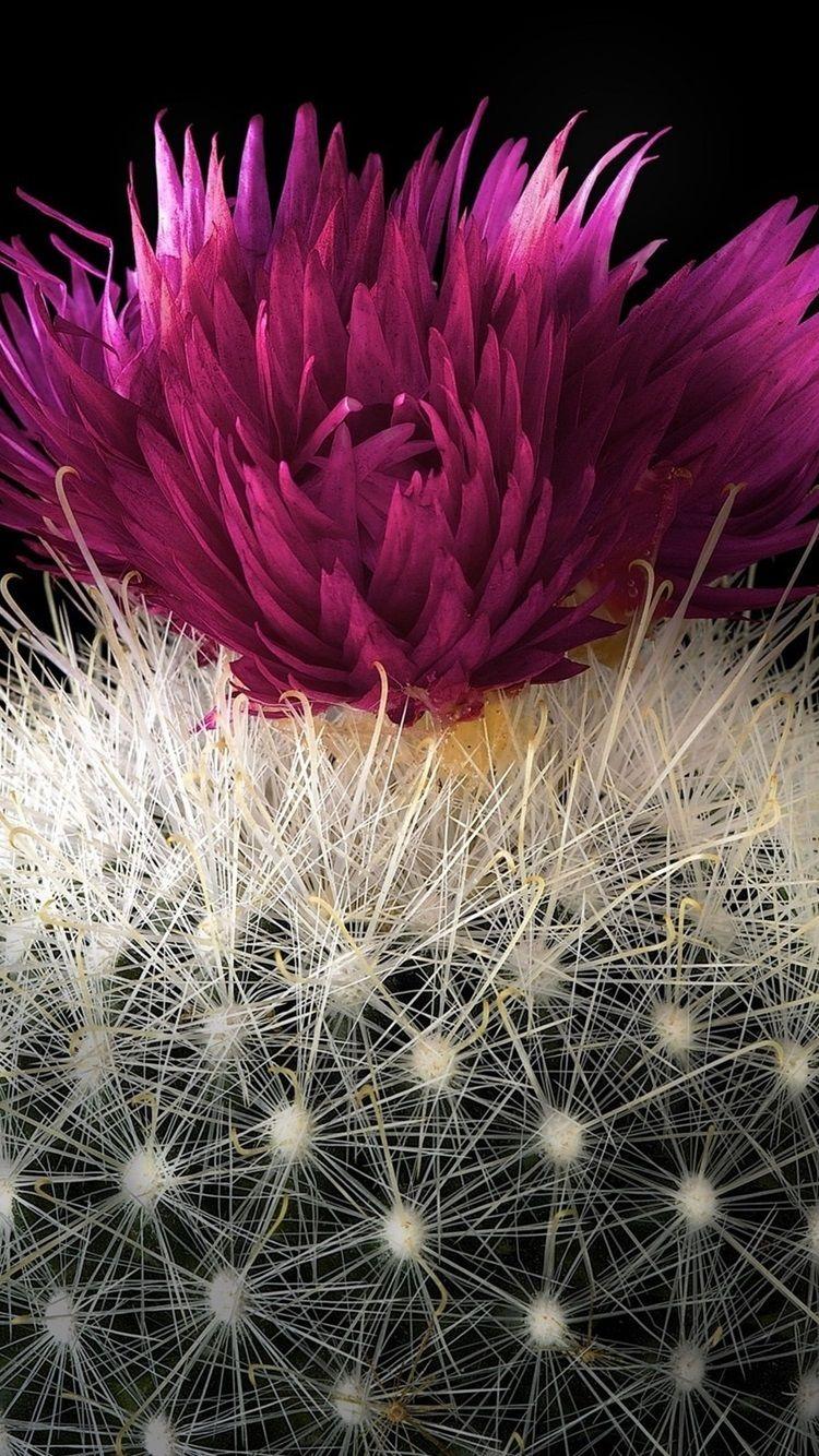 750x1334 Cactus, Red Flower, Barb, Black Background 750x1334 IPhone 8 7 6 6S Wallpaper, Background, Picture, Image
