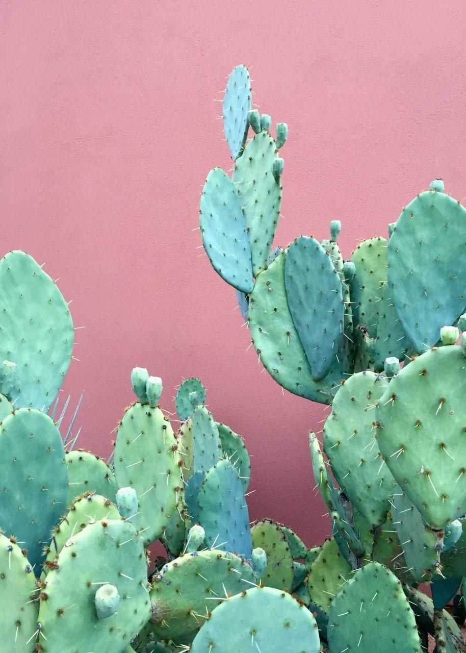 Cactus iPhone Wallpapers - Top Free Cactus iPhone Backgrounds ...