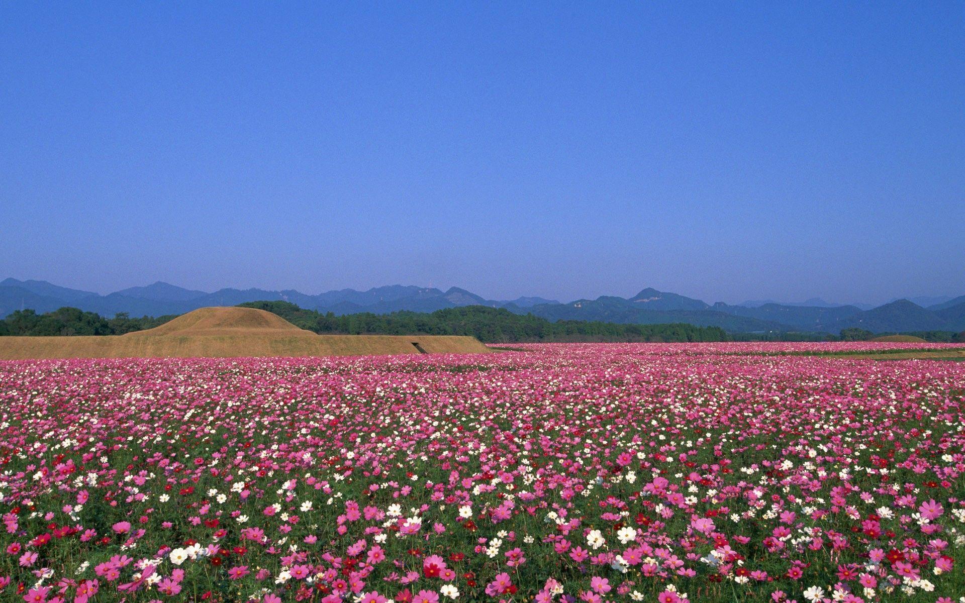1920x1200 Beautiful, japan, wallpaper, travel, details