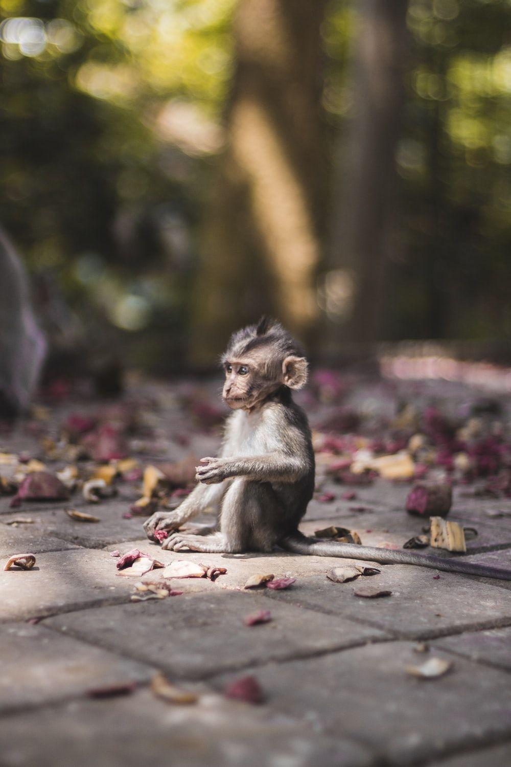 1000x1500 Monkey Picture [HD]. Download Free Image & Stock