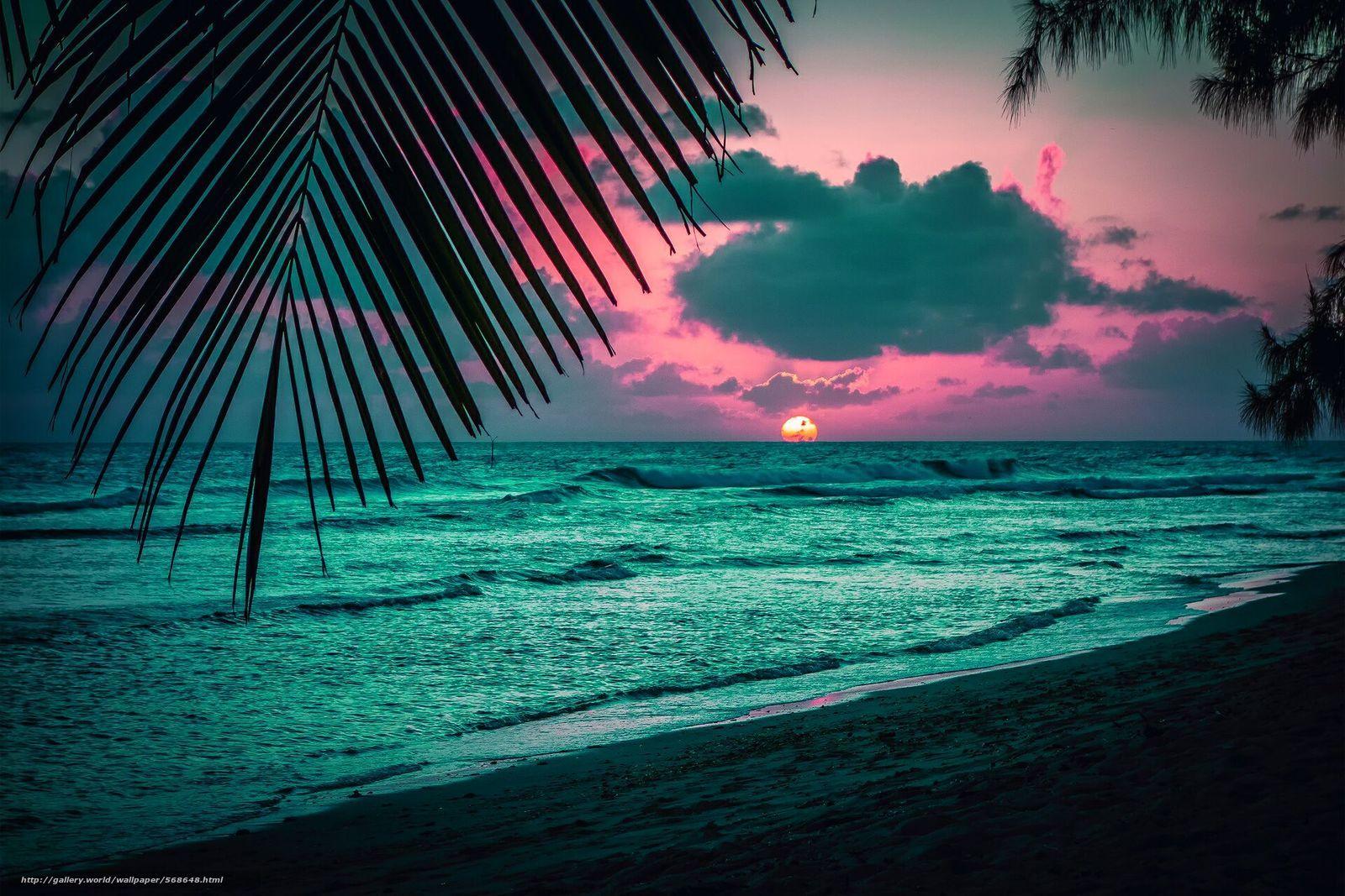 1600x1067 Download wallpaper beach, Palms, Caribbean Sea, silhouette free