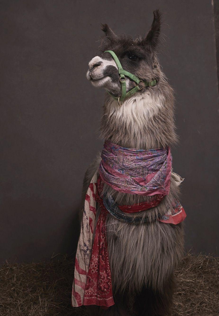 925x1332 Llamas, Pajamas, Male Models—What More Do You Need for a Snow Day