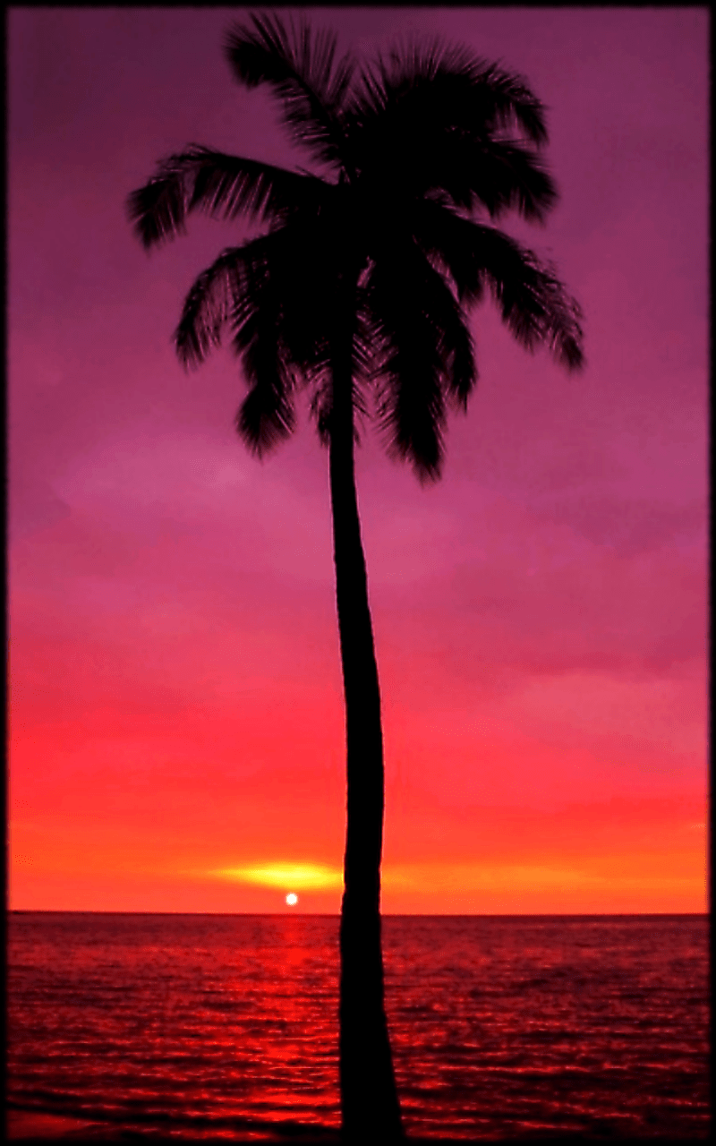 Palm Tree Phone Wallpapers Top Free Palm Tree Phone Backgrounds WallpaperAccess