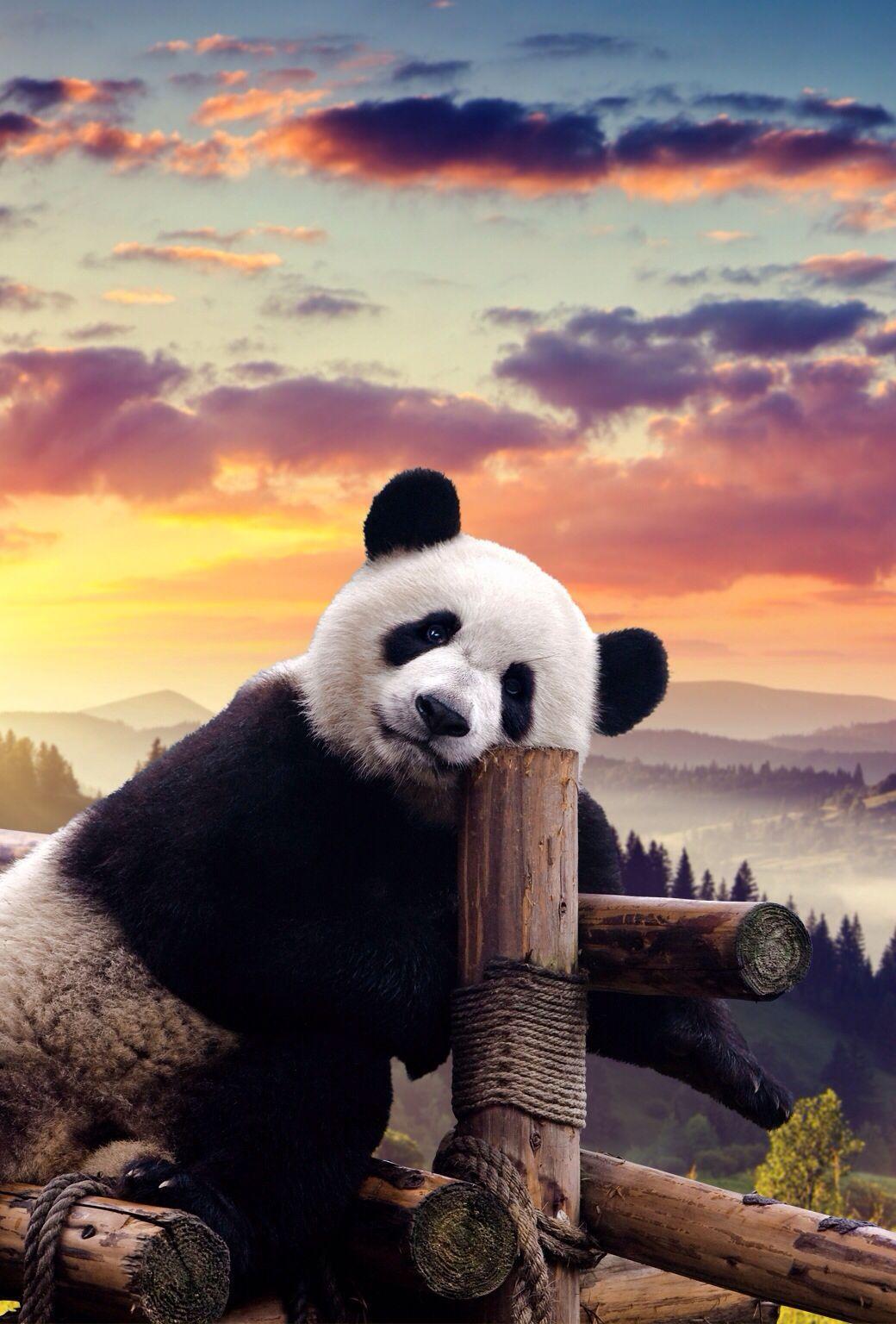 Cute Panda iPhone Wallpapers - Top Free Cute Panda iPhone Backgrounds ...