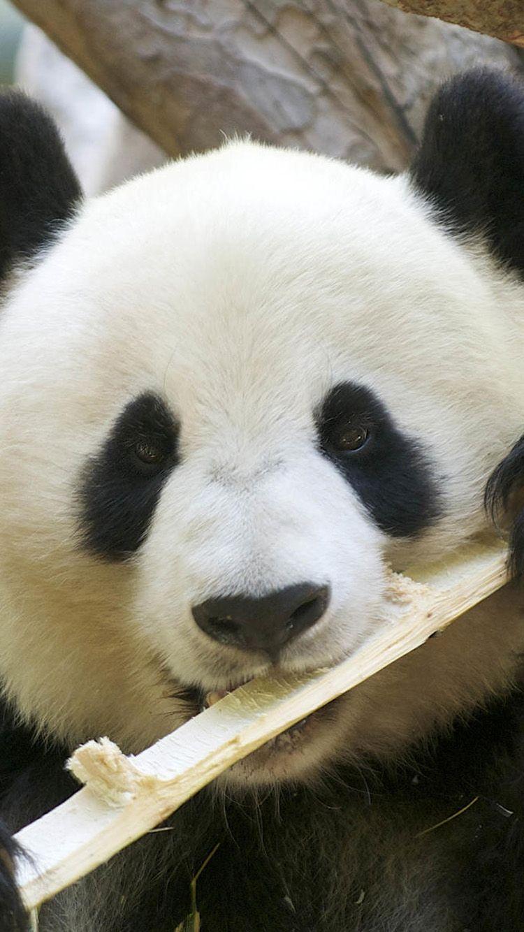 750x1334 Free download Cute panda eating bamboo iPhone 6 Wallpaper iPhone