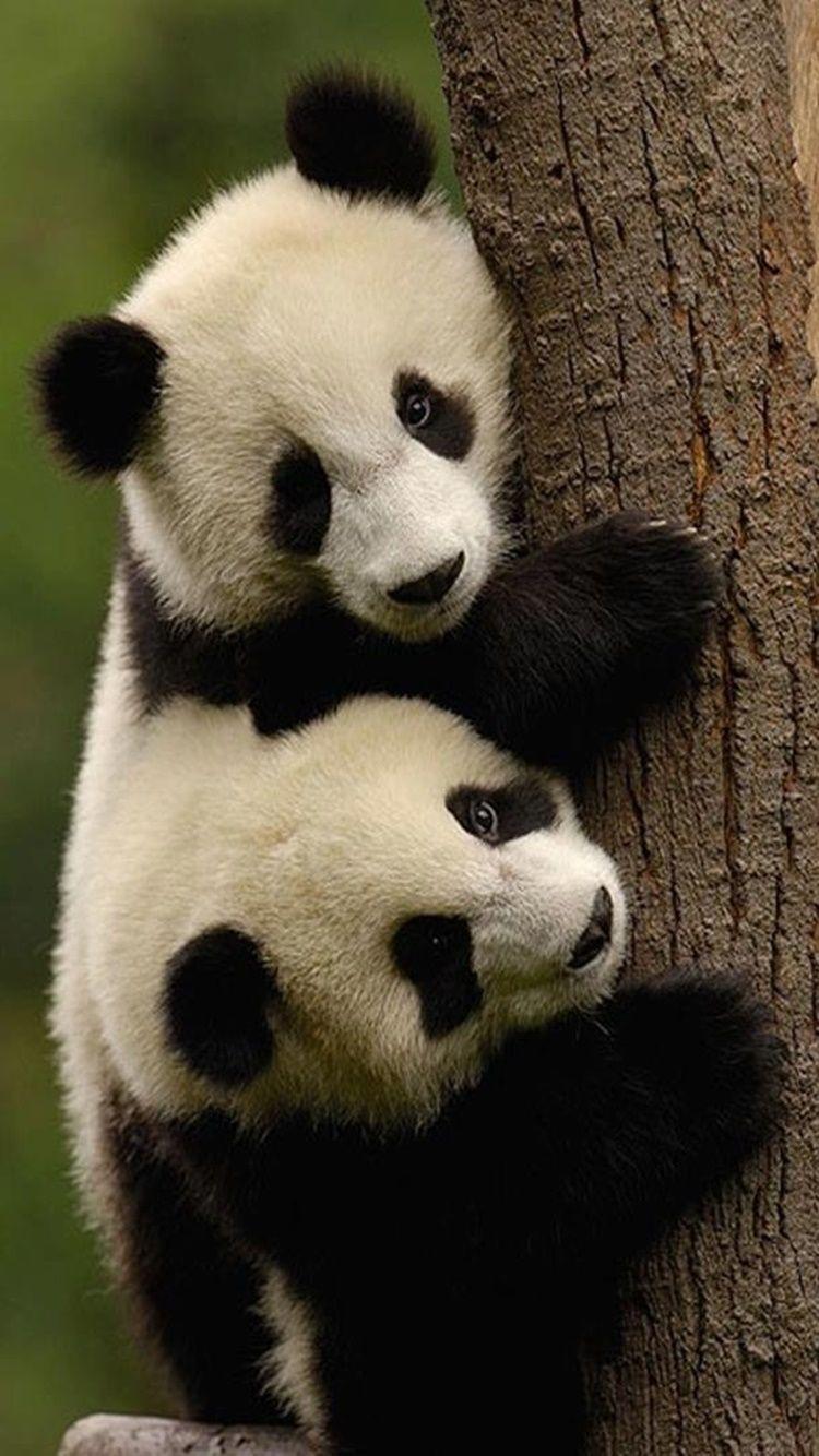 750x1334 Cute Panda. Panda bear, Giant panda, Cute animals