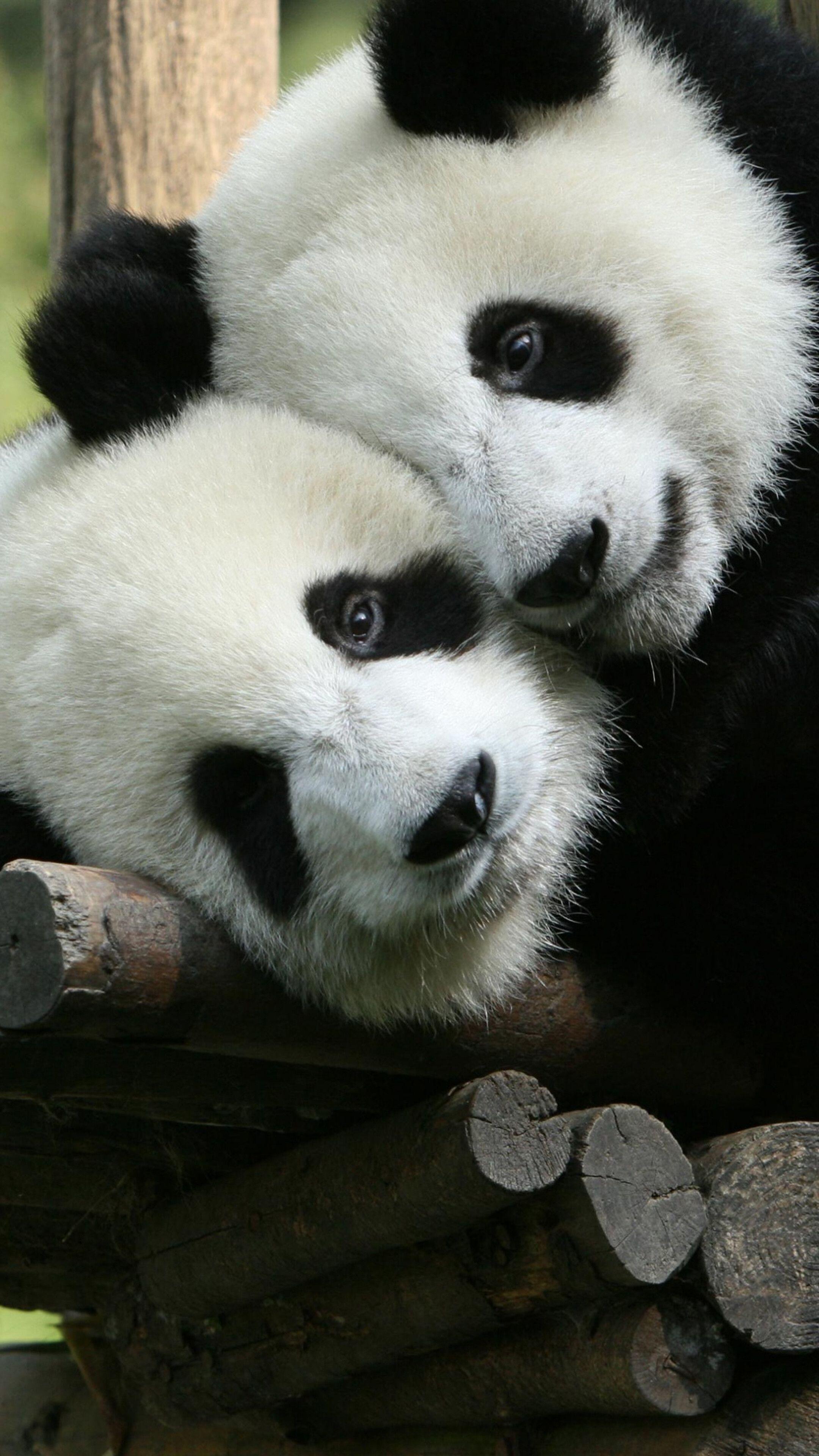 2160x3840 #panda, #cute animals, k