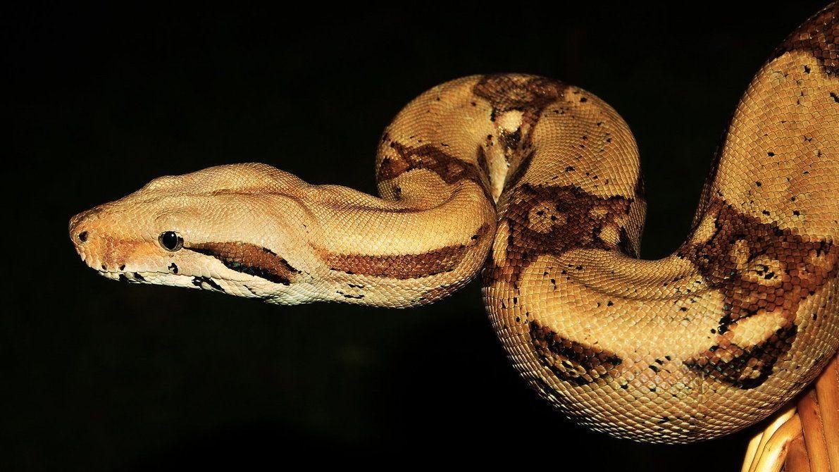 1191x670 Boa Constrictor Wallpaper FREE Picture