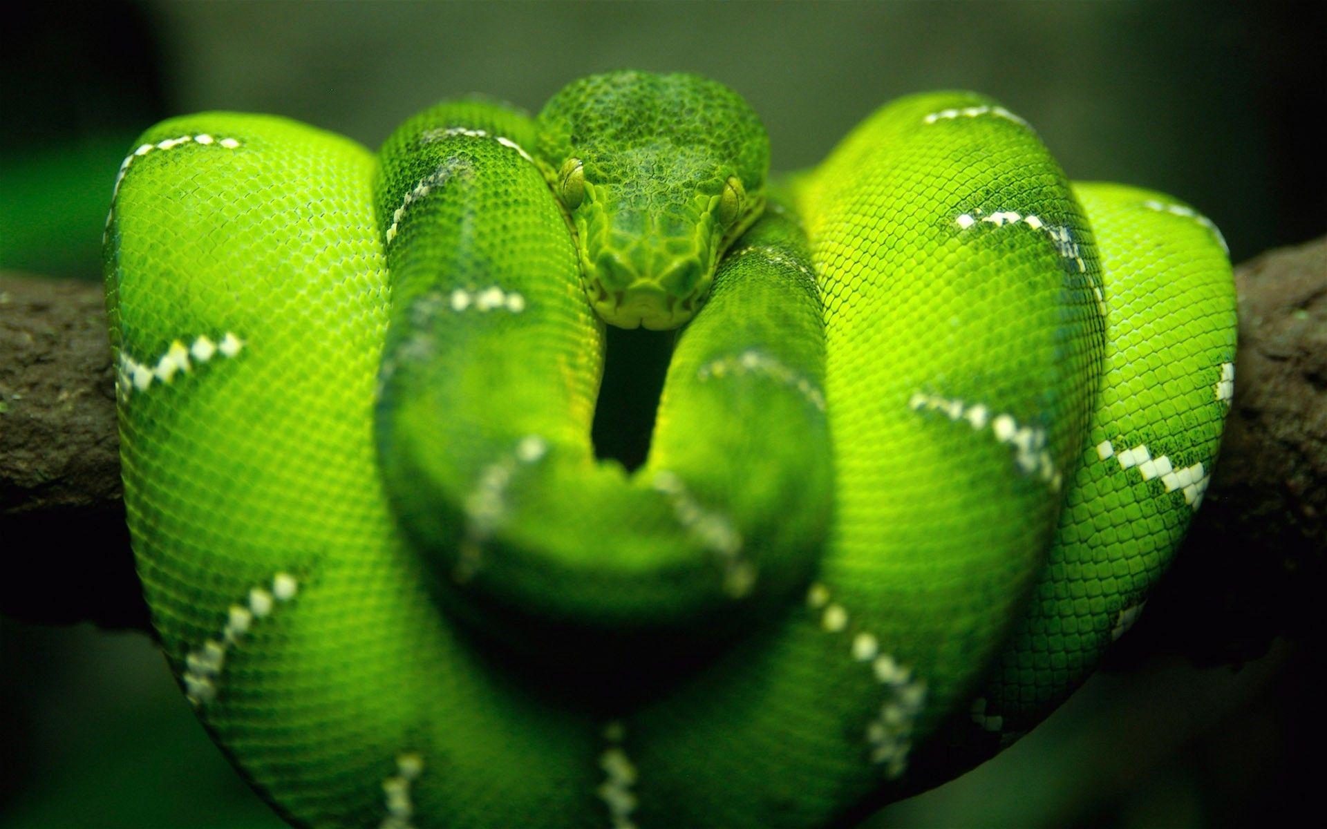1920x1200 snake, Reptile, Animals, Nature, Wildlife, Boa Constrictor