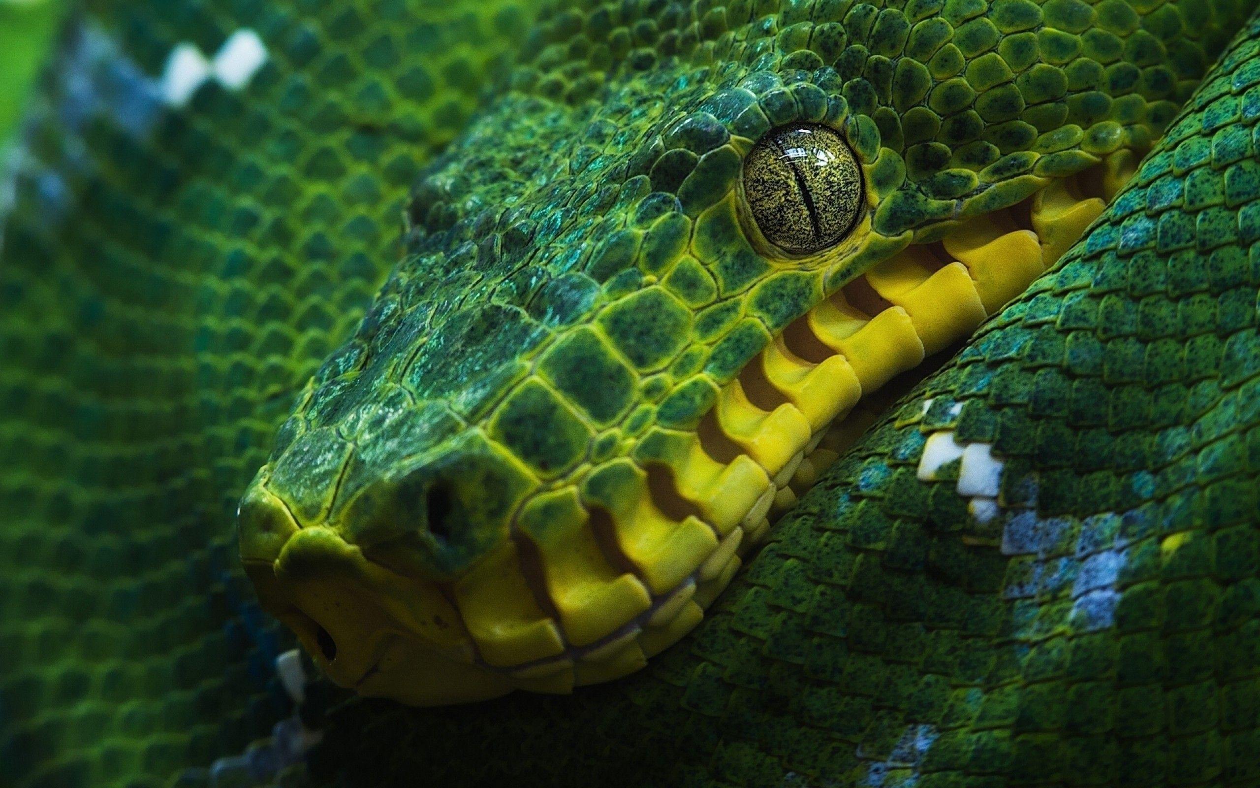 2560x1600 Download 2560x1600 Boa Constrictor, Snake, Green, Macro Wallpaper