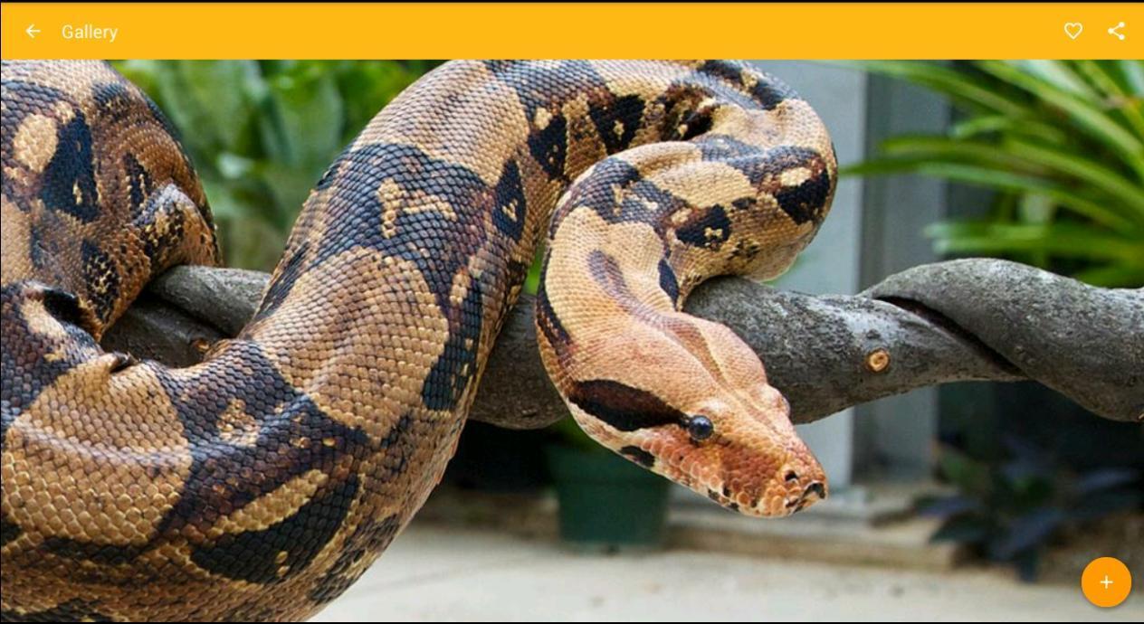1264x690 Boa Snake Reptile Wallpaper for Android