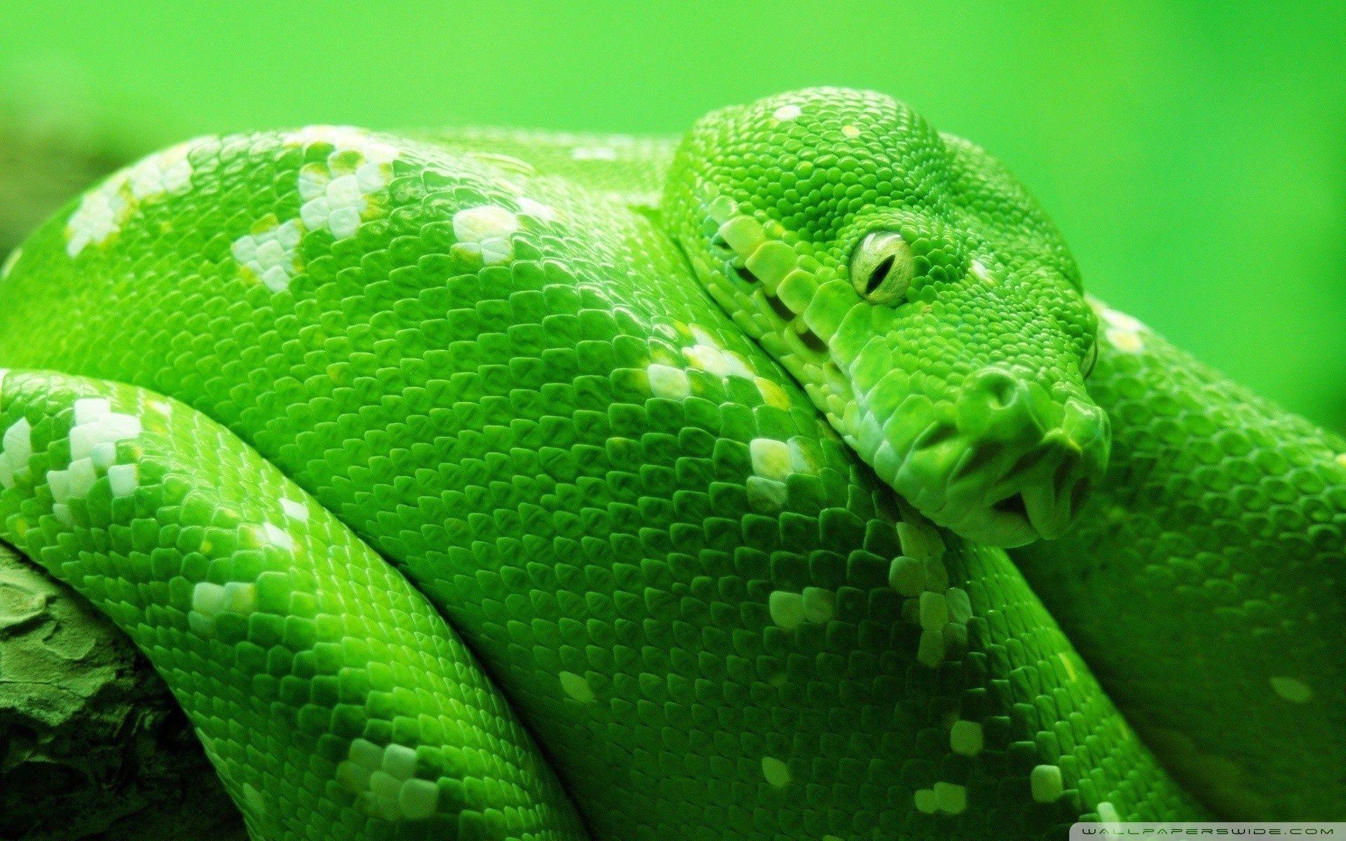 1920x1200 Green Boa Constrictor. Snake wallpaper, Snake image, Snake