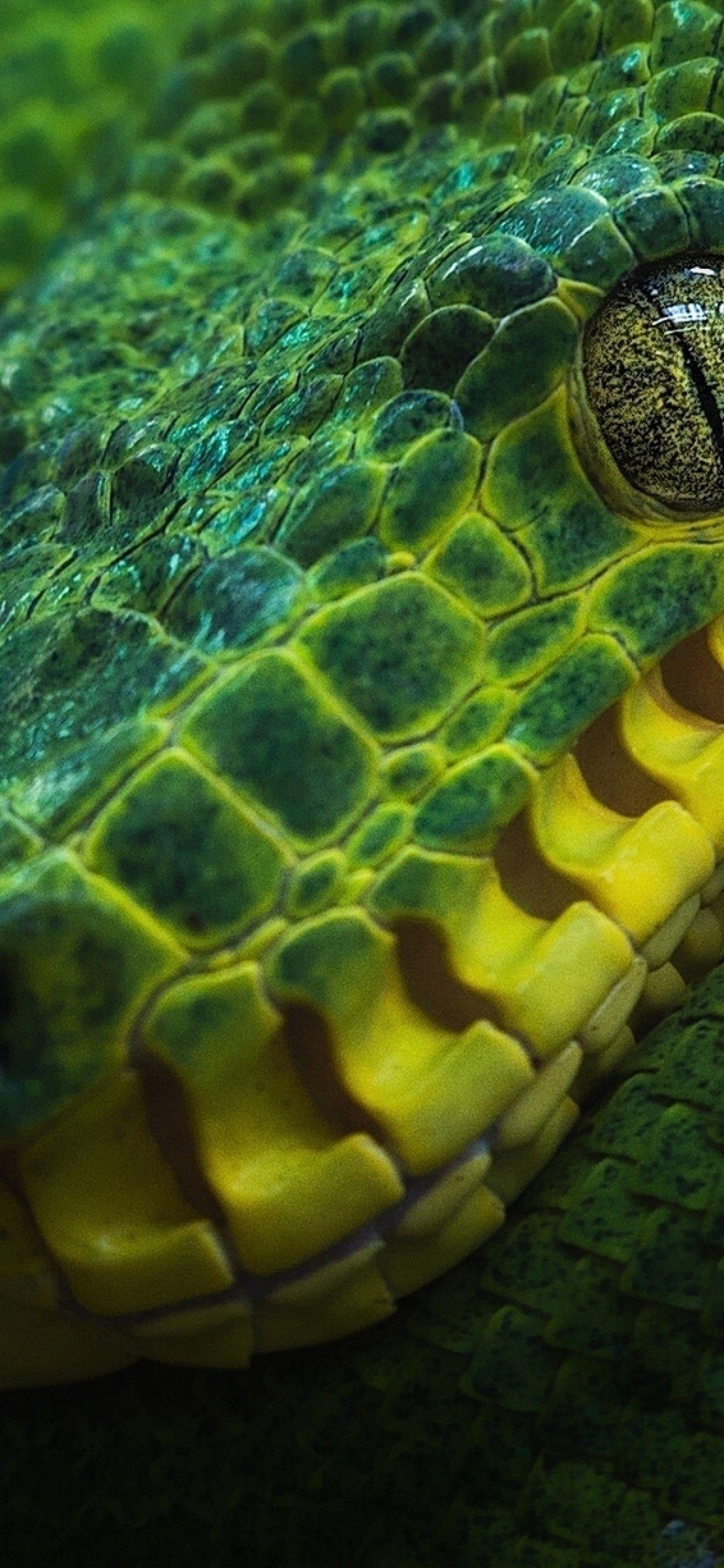 Boa Constrictor Wallpapers - Top Free Boa Constrictor Backgrounds